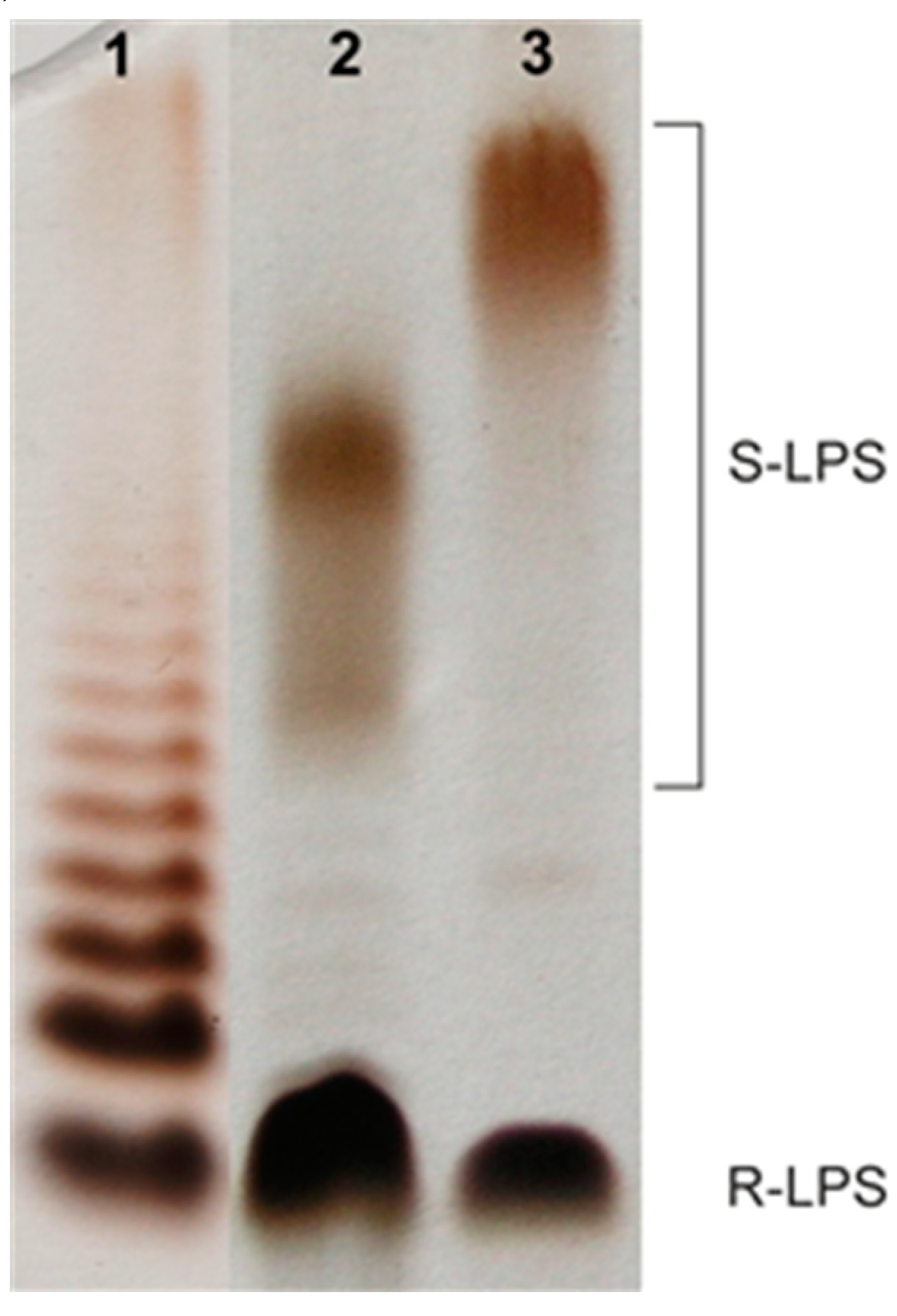 Marinedrugs 17 00399 g001 Marinedrugs 17 00399 g001