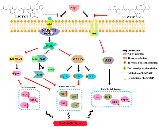 In Vitro Vascular-Protective Effects of a Tilapia By-Product