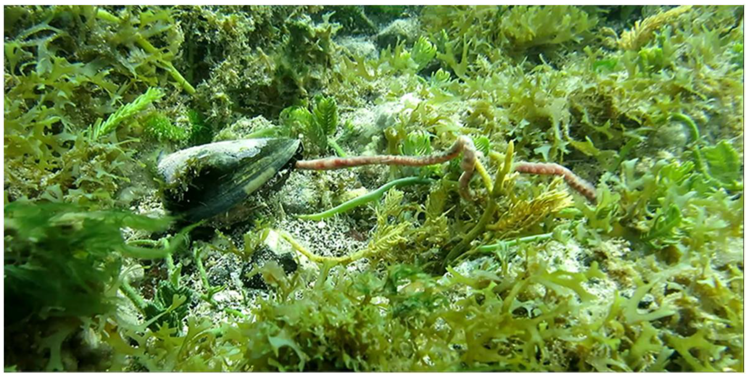 Marinedrugs 17 00432 g003