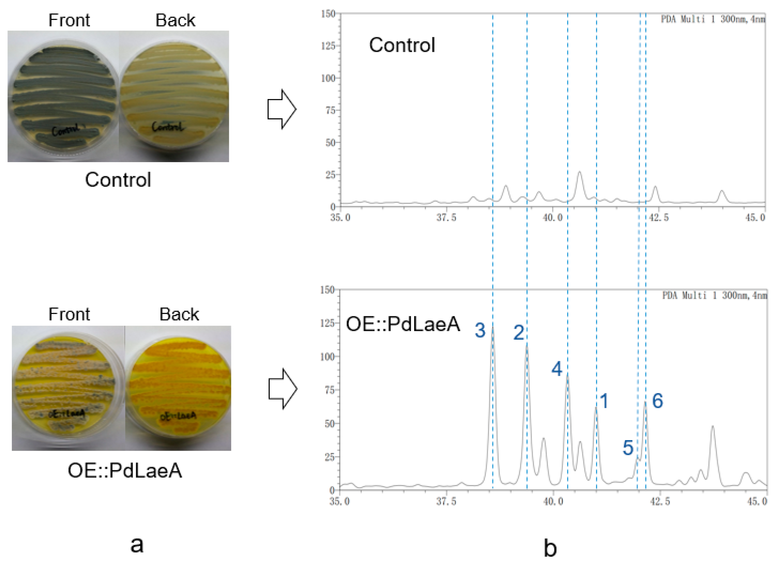 Marinedrugs 17 00446 g001