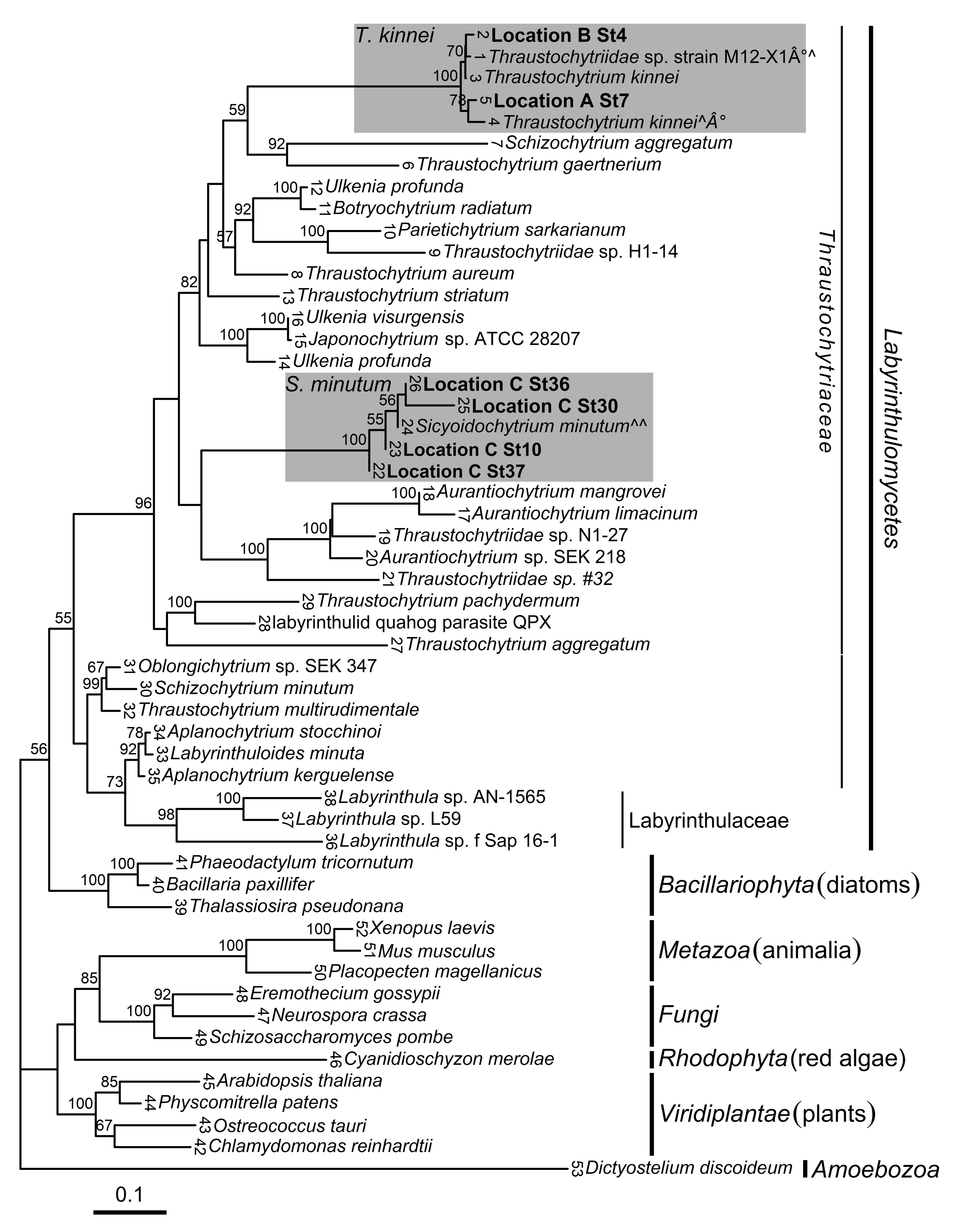Marinedrugs 17 00449 g001 Marinedrugs 17 00449 g001