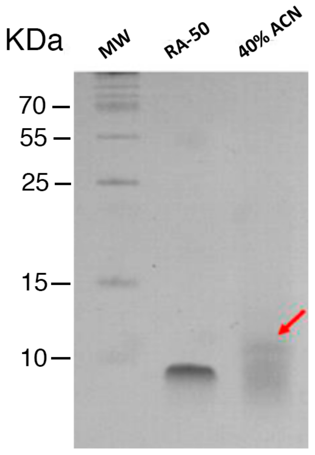 Marinedrugs 17 00453 g001 Marinedrugs 17 00453 g001