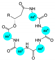 Marinedrugs 17 00475 i001 Marinedrugs 17 00475 i001