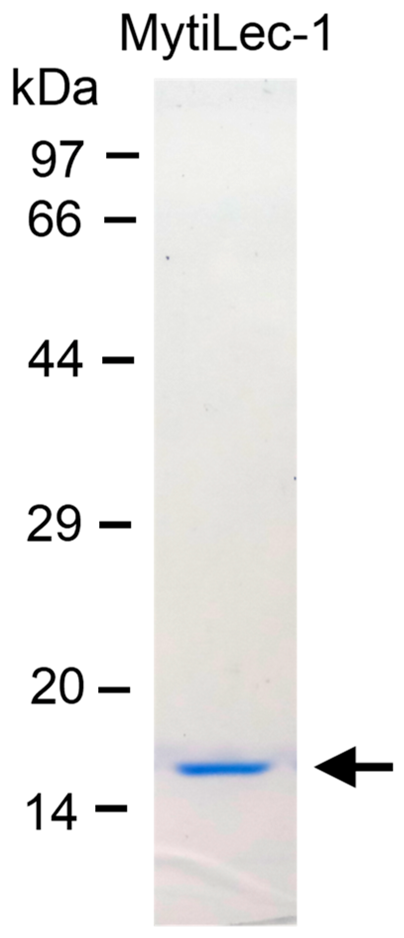 Marinedrugs 17 00502 g001 Marinedrugs 17 00502 g001