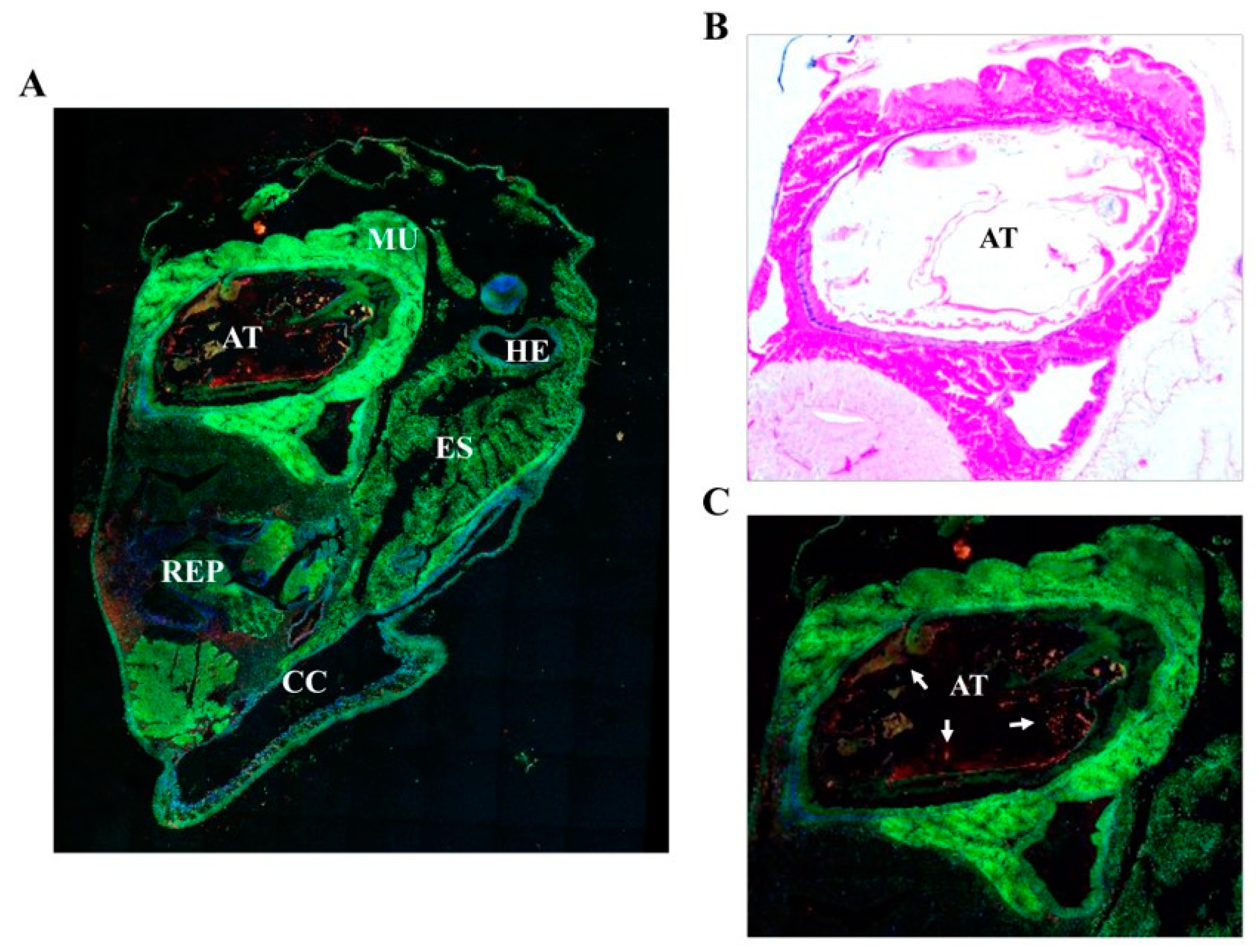 Marinedrugs 17 00511 g007