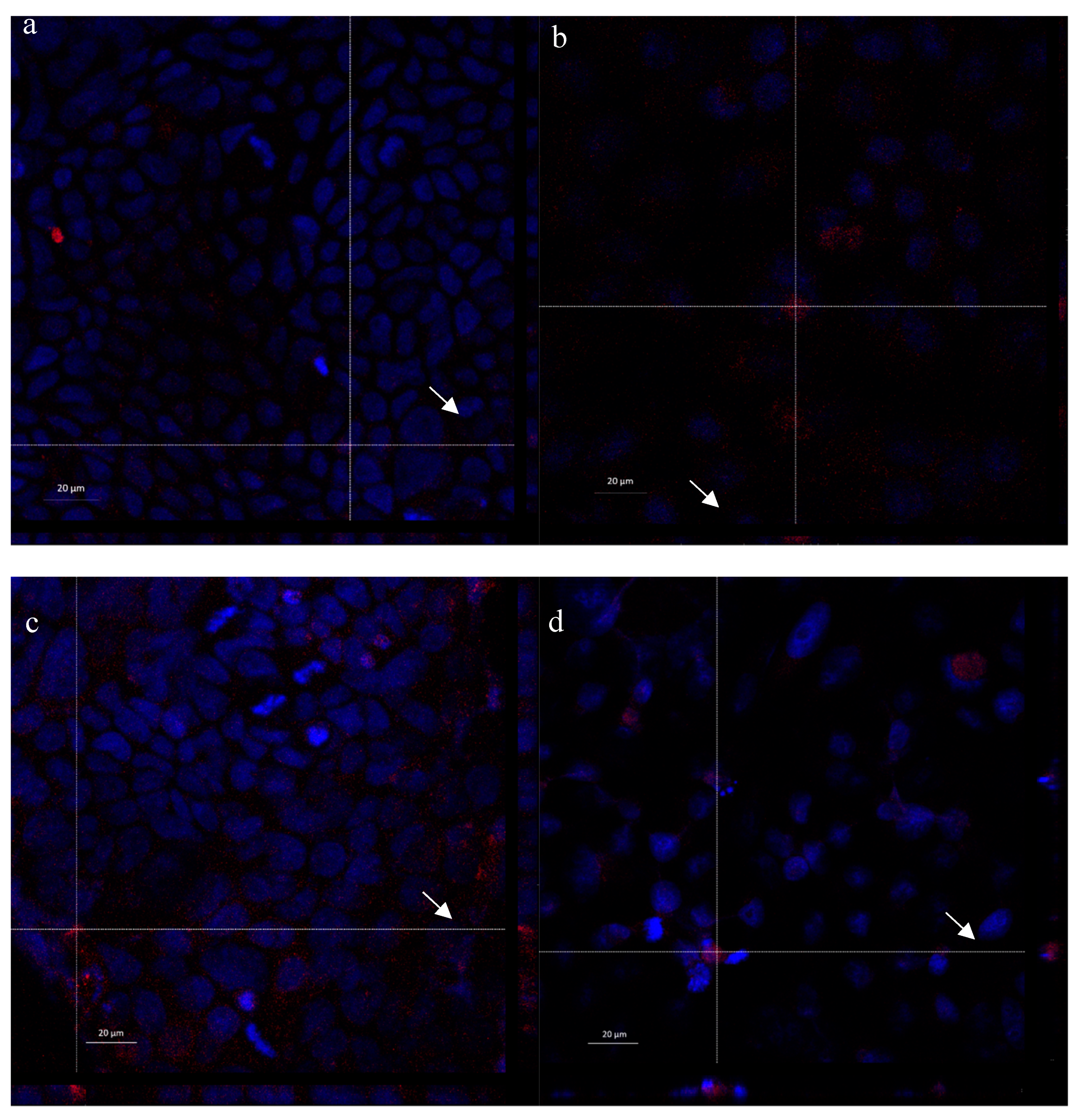 Marinedrugs 17 00515 g013 Marinedrugs 17 00515 g013