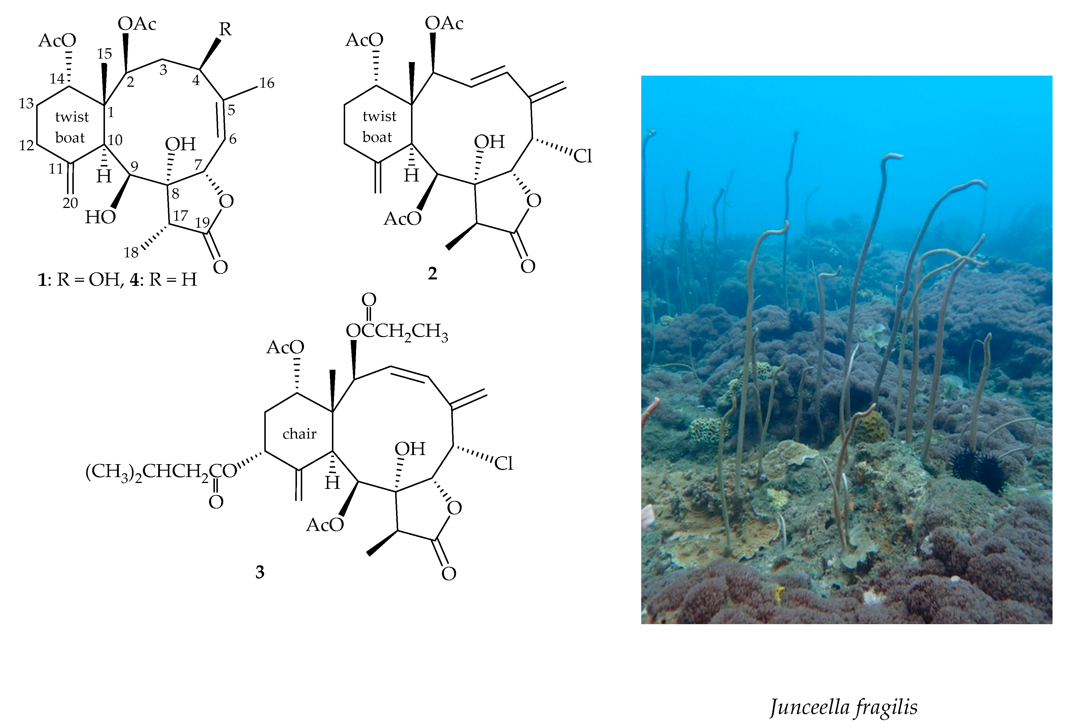 Marinedrugs 17 00534 g001