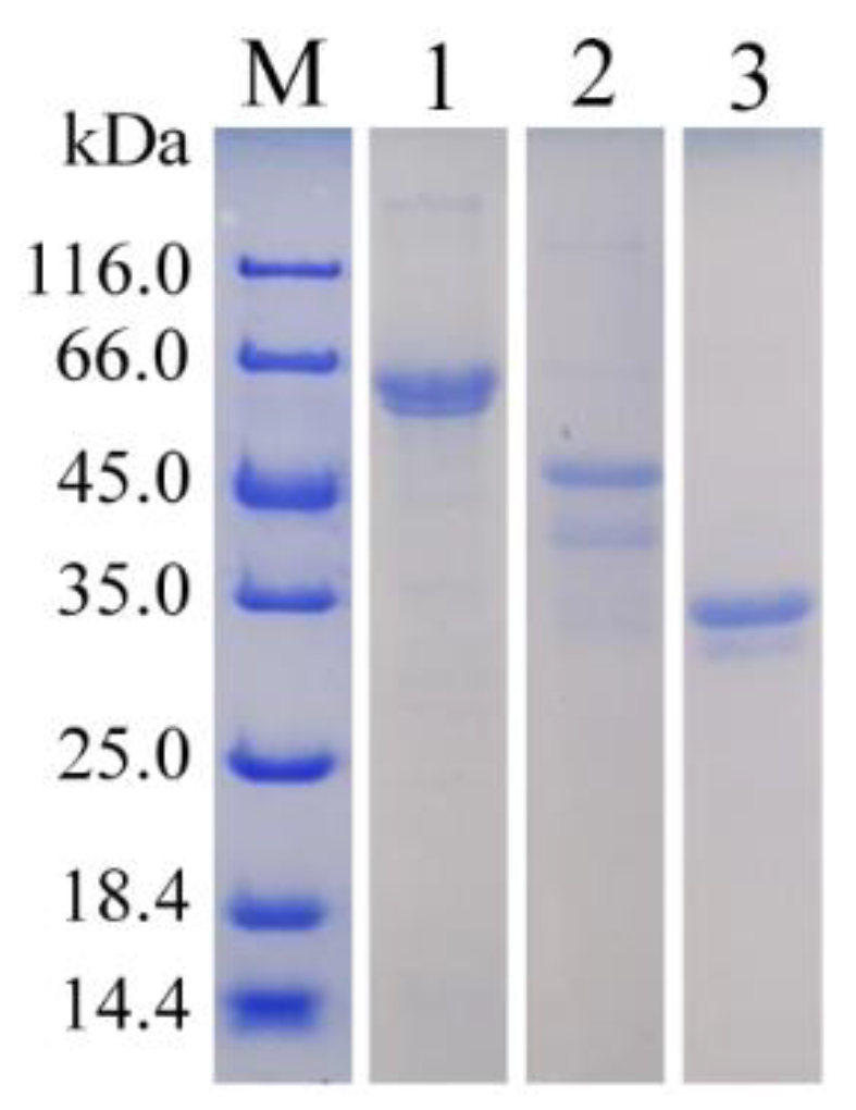 Marinedrugs 17 00545 g003 Marinedrugs 17 00545 g003