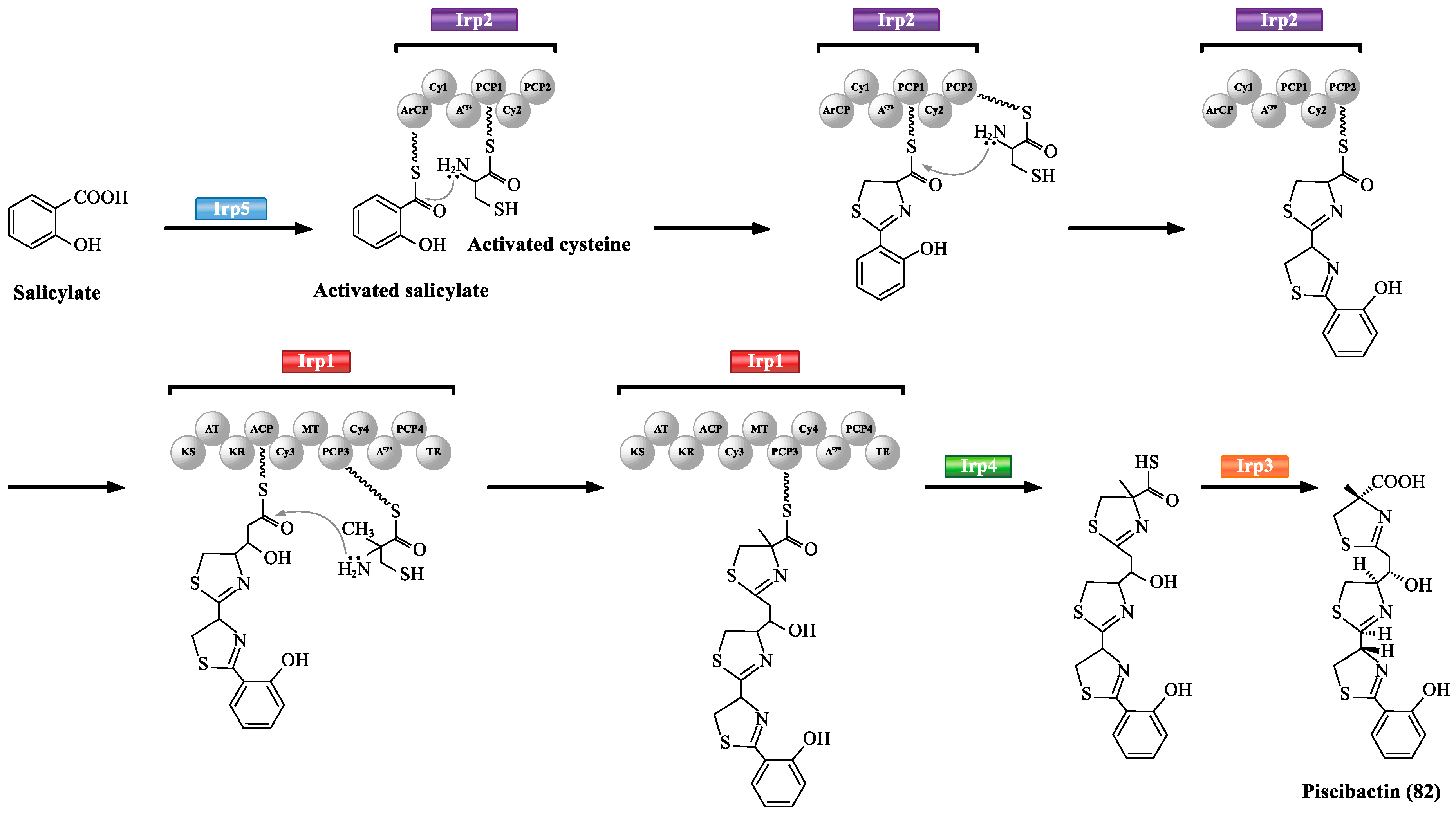 Marinedrugs 17 00562 sch004 Marinedrugs 17 00562 sch004
