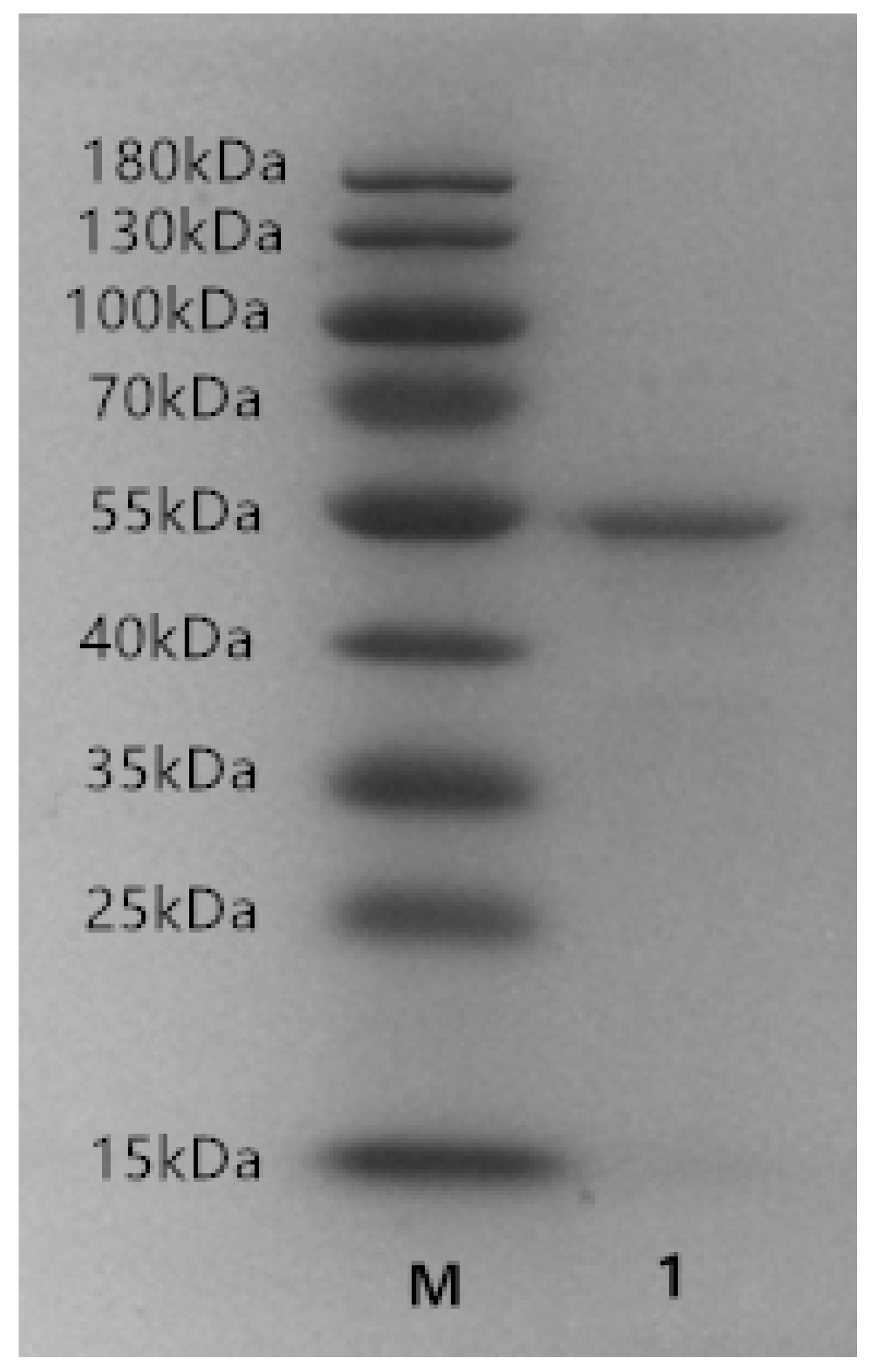 Marinedrugs 17 00568 g003