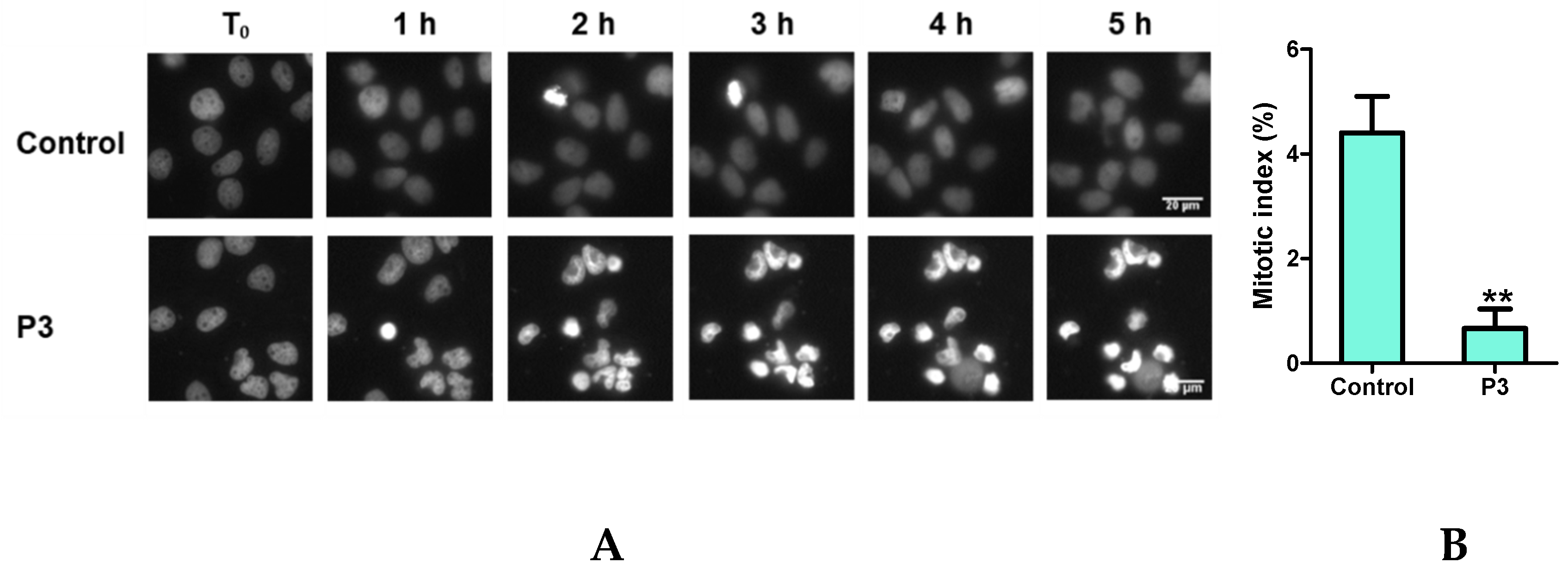 Marinedrugs 17 00569 g006a Marinedrugs 17 00569 g006a