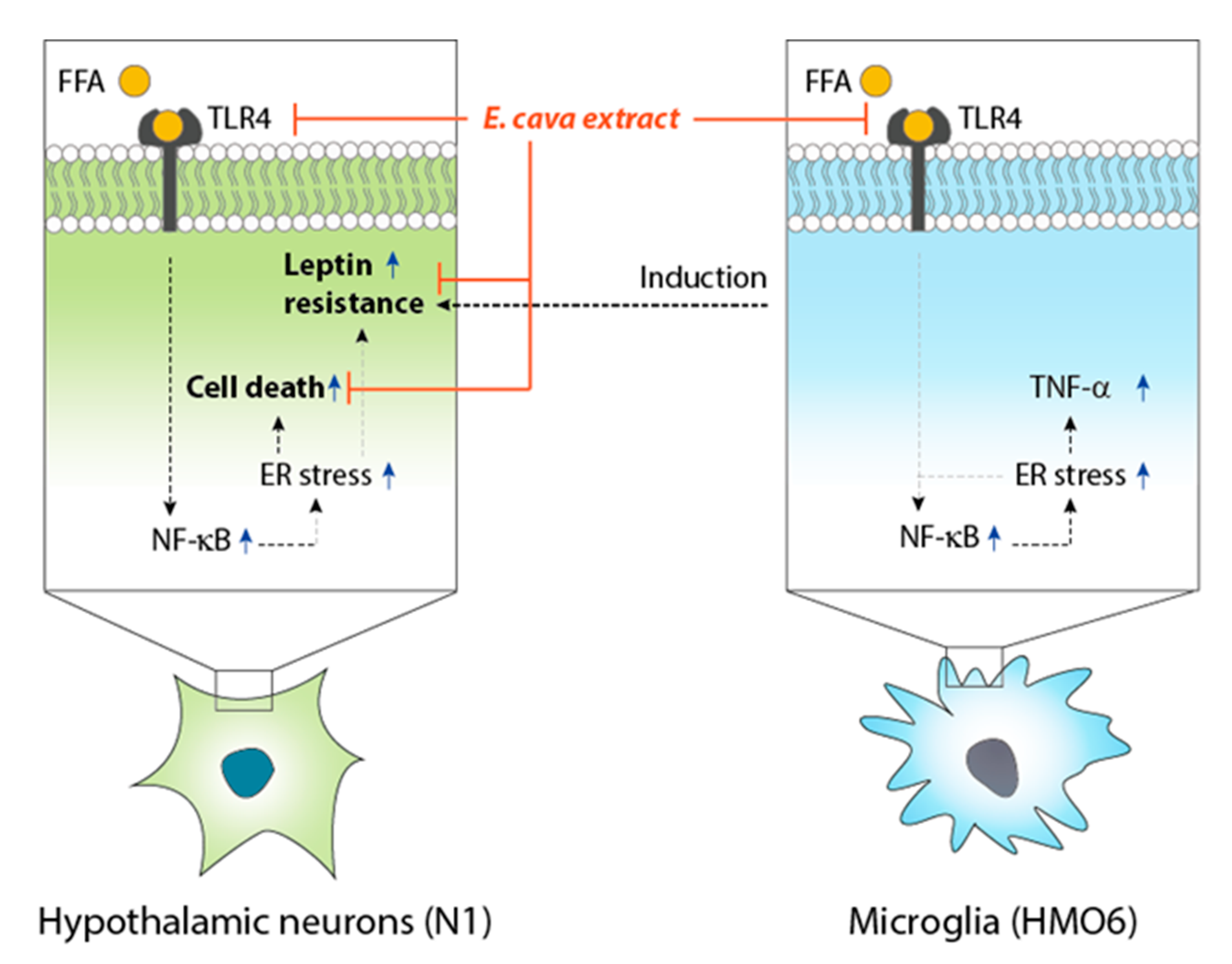 Marinedrugs 17 00570 g006