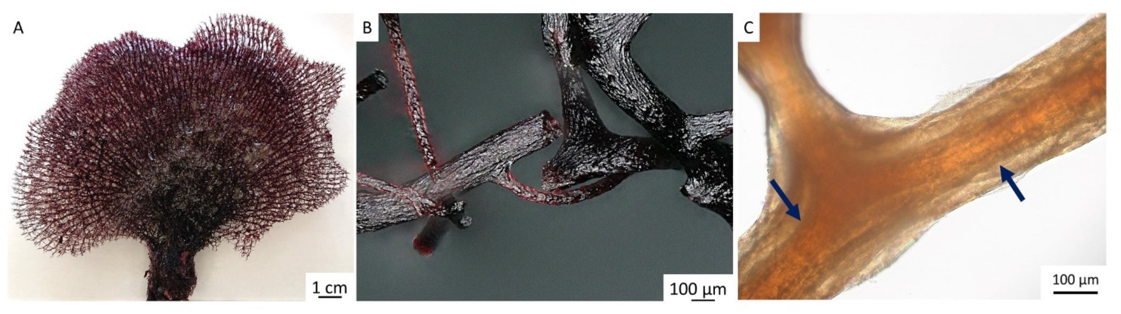 Marinedrugs 17 00574 g002 Marinedrugs 17 00574 g002