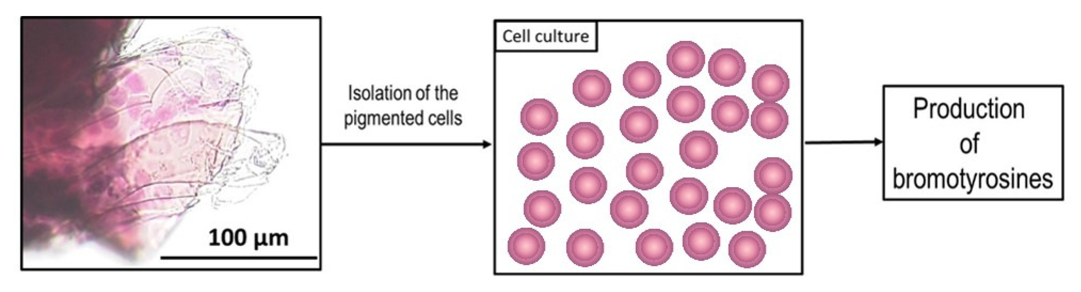 Marinedrugs 17 00574 g010 Marinedrugs 17 00574 g010