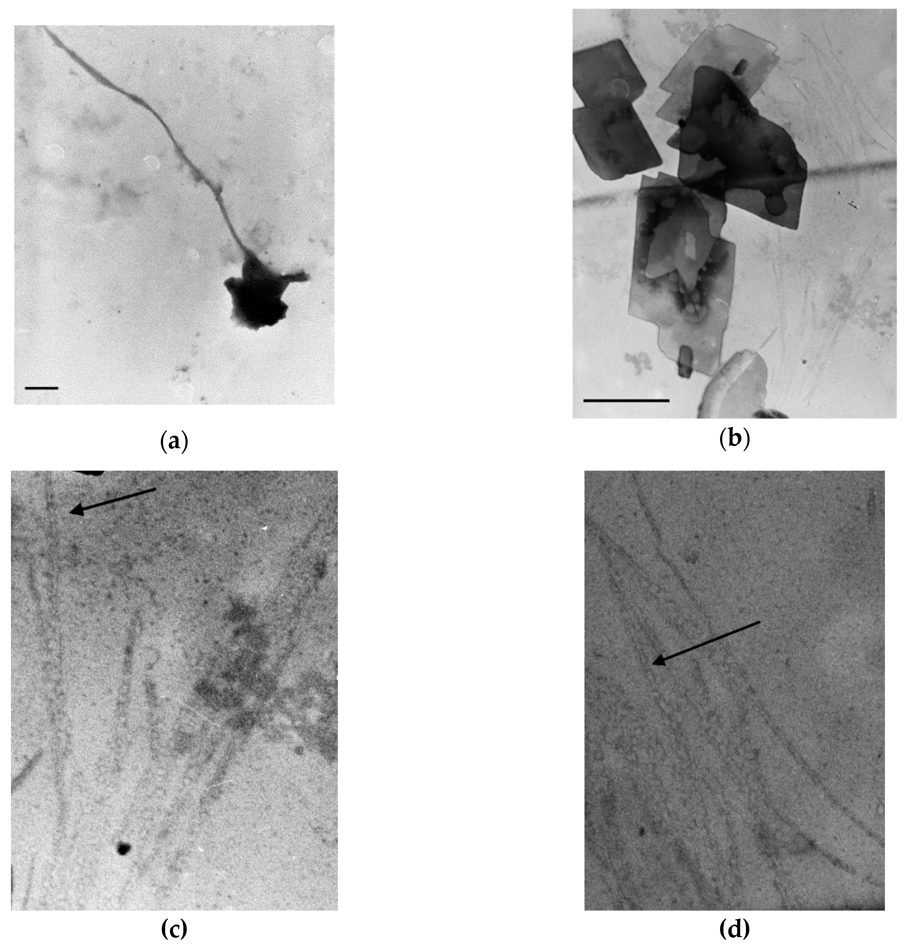 Marinedrugs 17 00629 g005 Marinedrugs 17 00629 g005