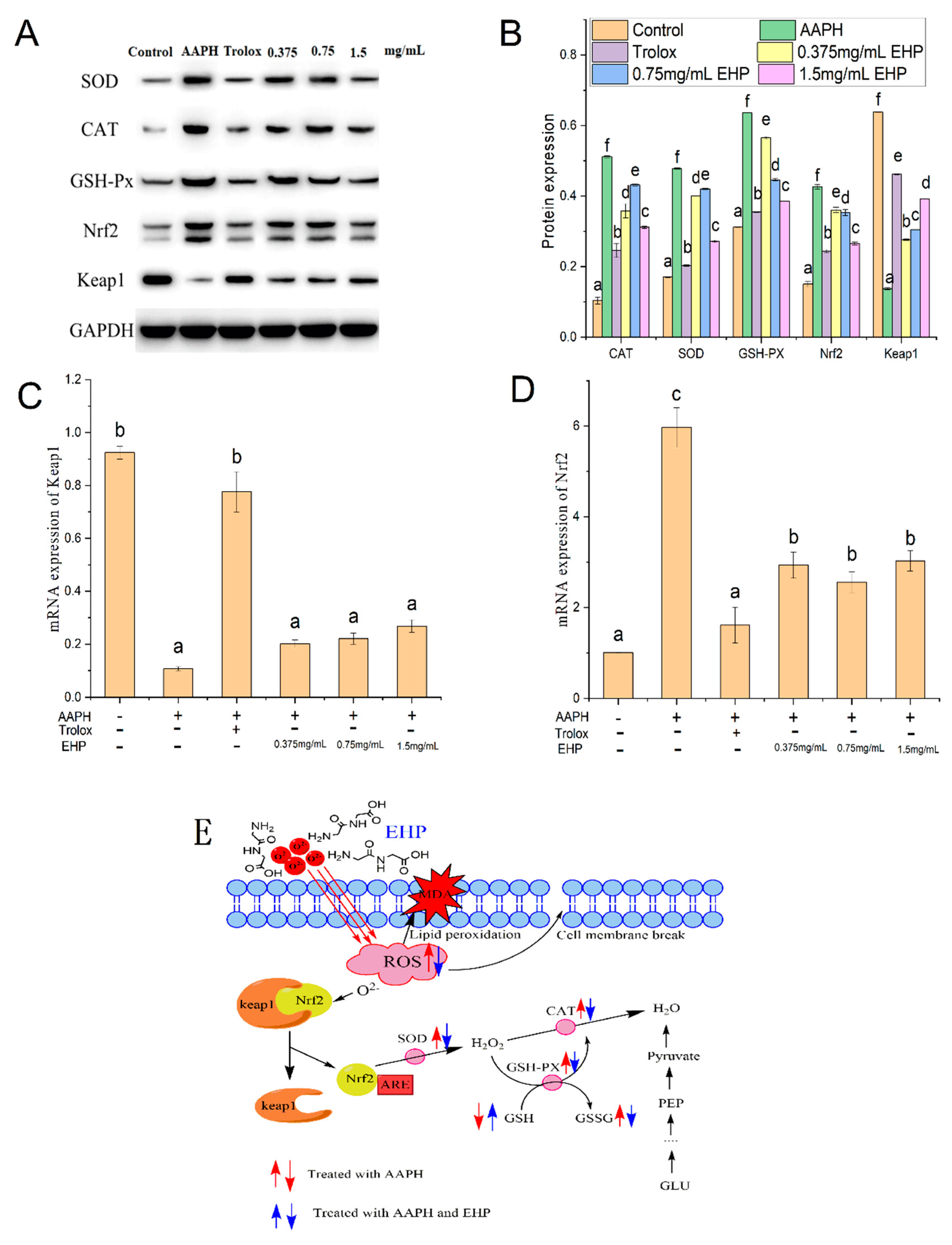 Marinedrugs 17 00633 g003 Marinedrugs 17 00633 g003