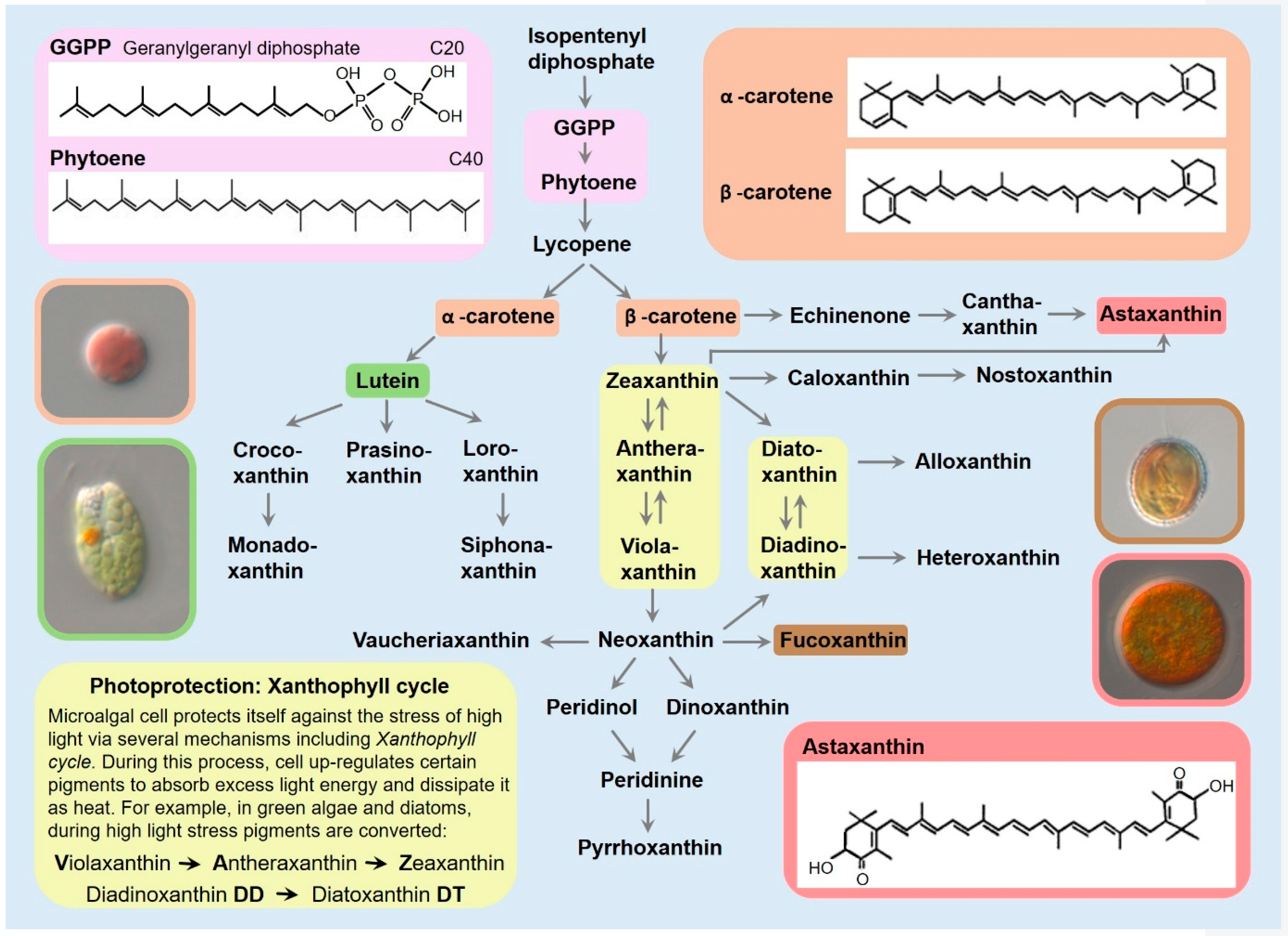 Marinedrugs 17 00640 g001 550