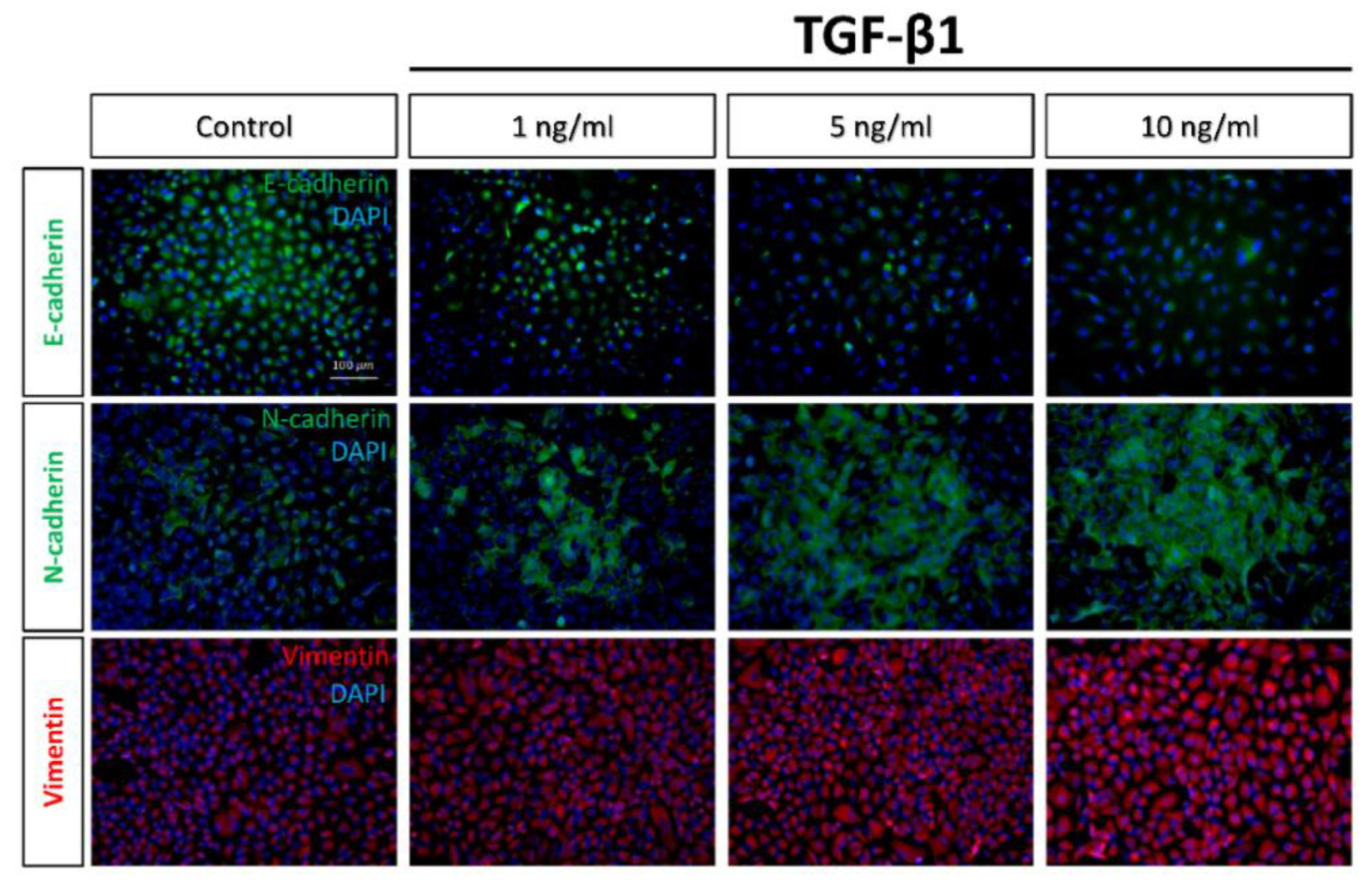 Marinedrugs 17 00659 g002 Marinedrugs 17 00659 g002