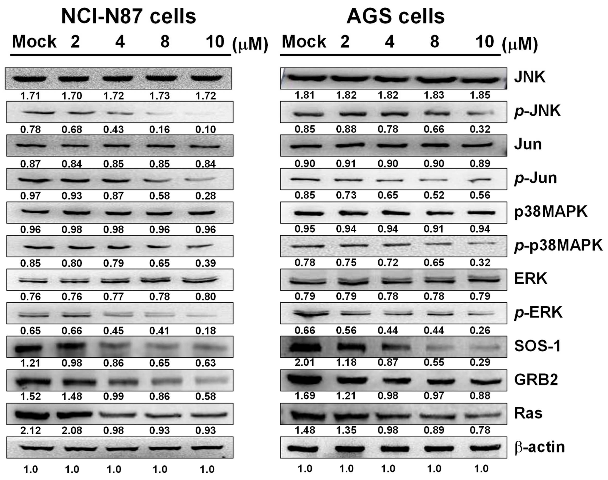 Marinedrugs 17 00668 g005 Marinedrugs 17 00668 g005