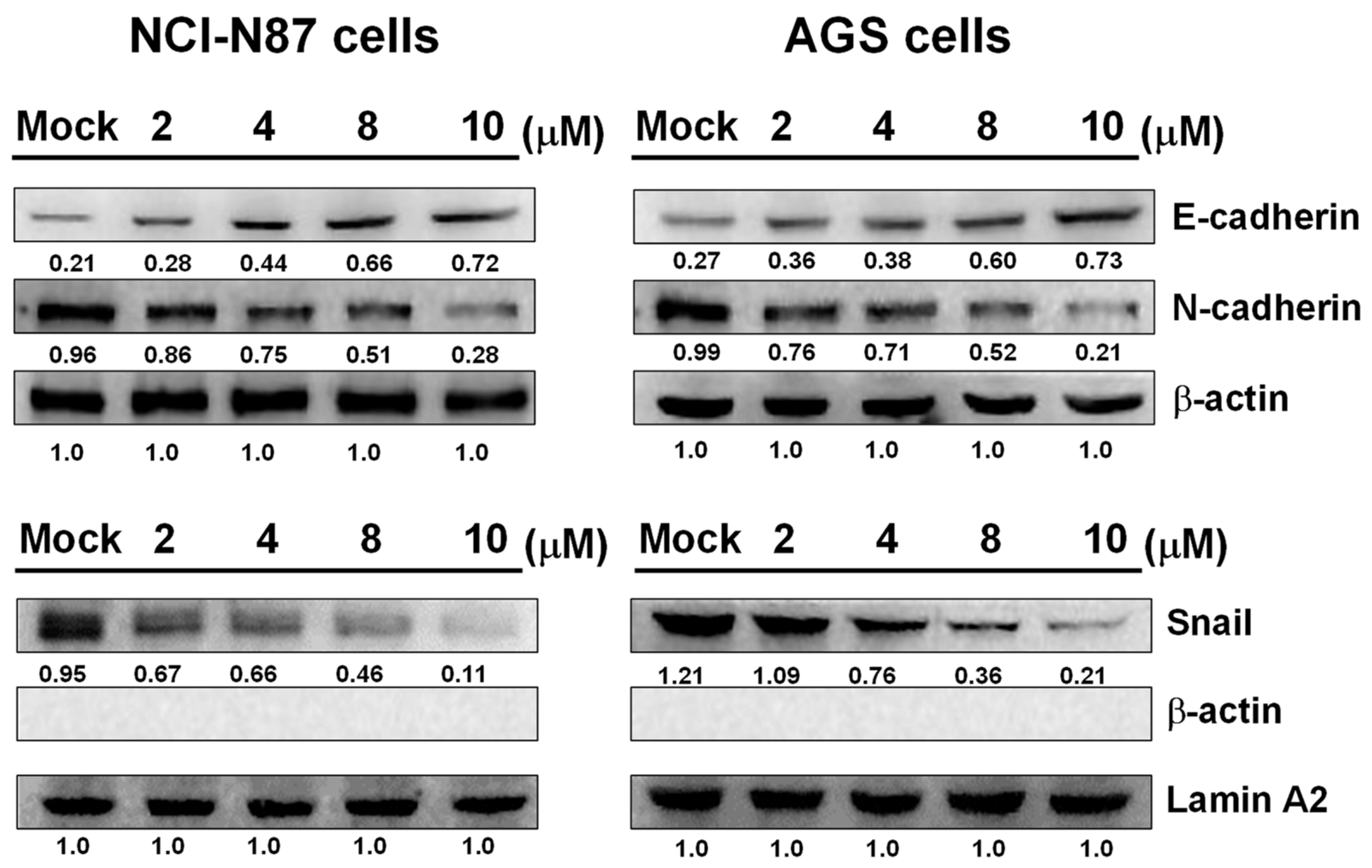 Marinedrugs 17 00668 g006 Marinedrugs 17 00668 g006
