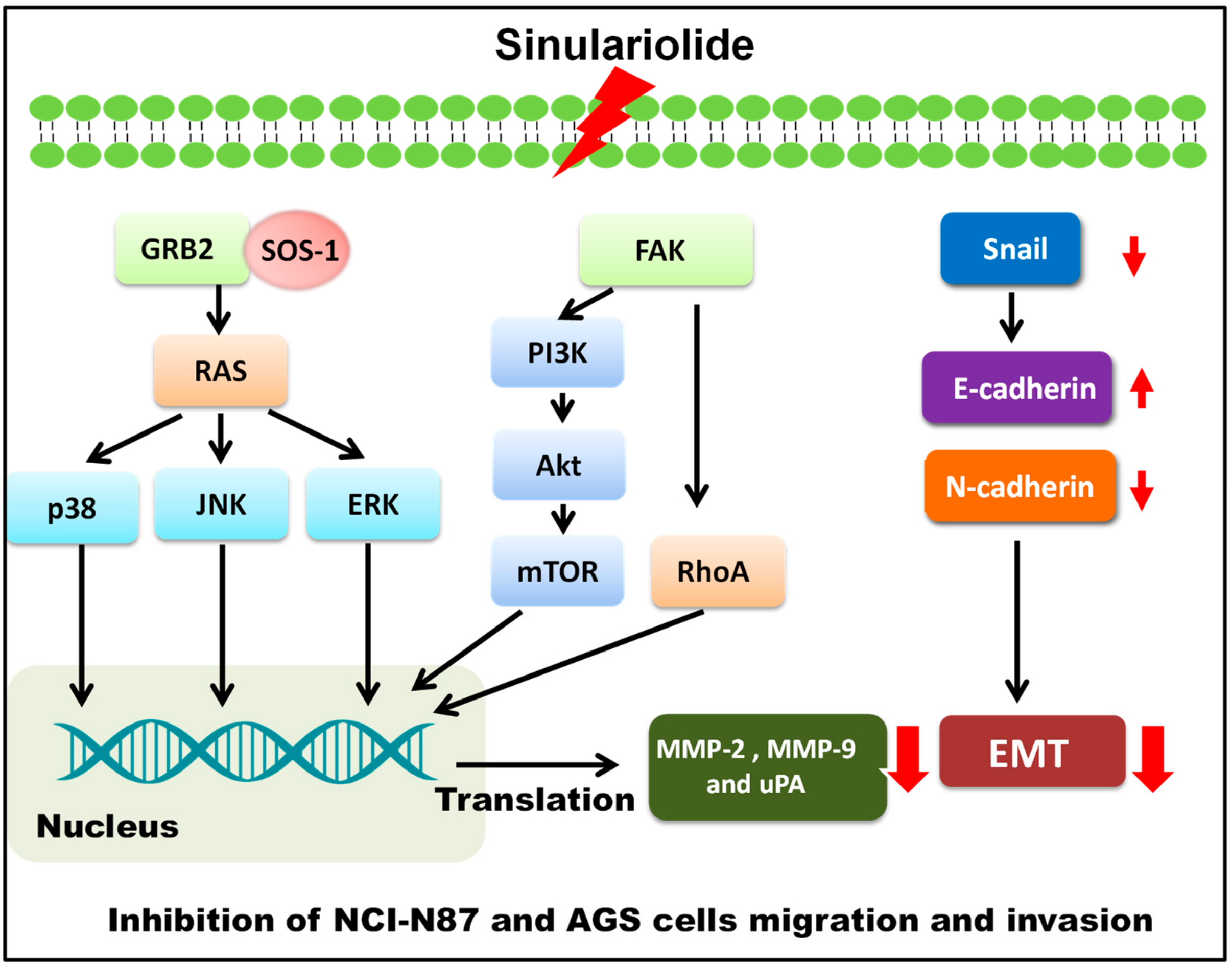 Marinedrugs 17 00668 g007 Marinedrugs 17 00668 g007