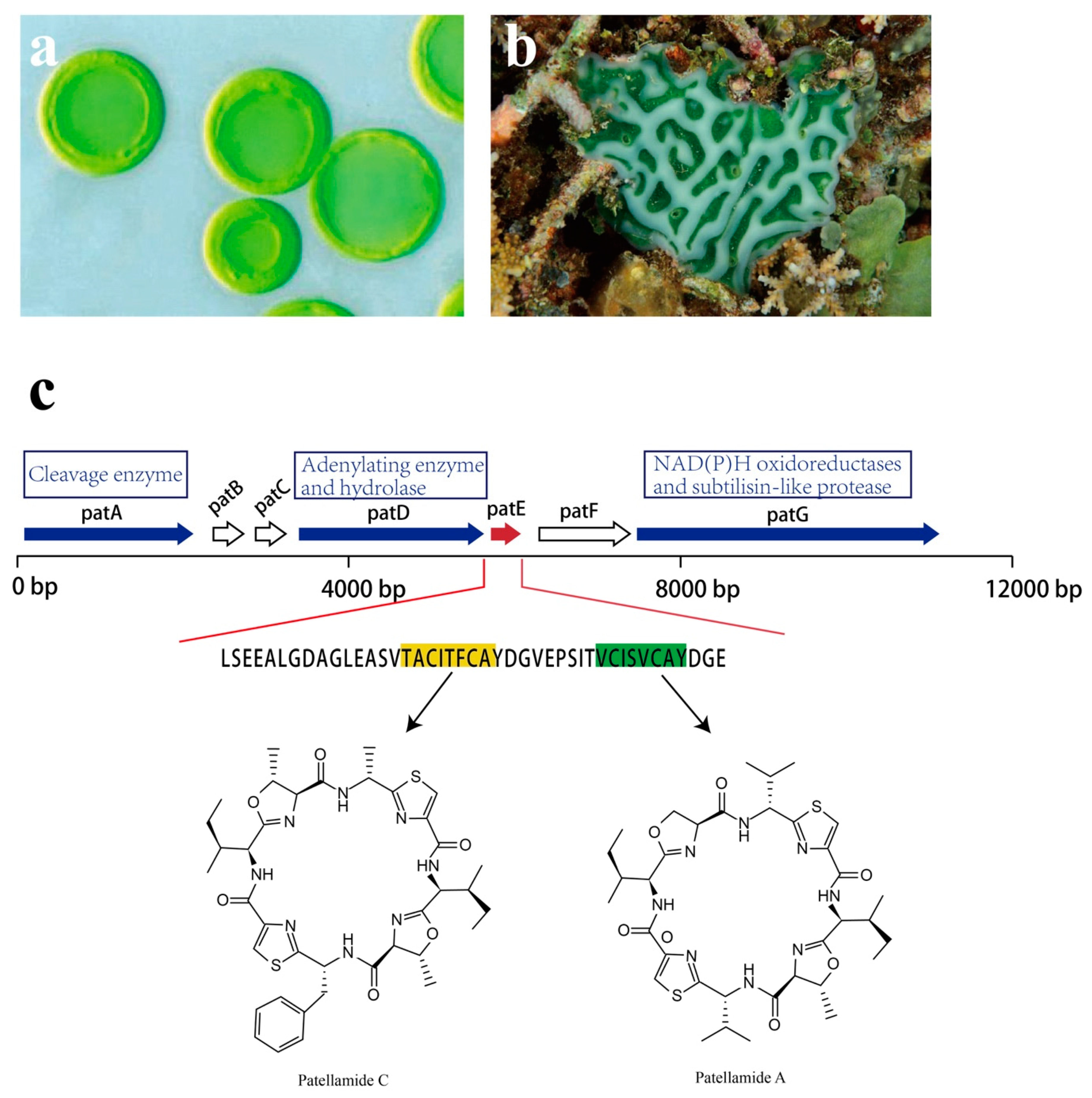 Marinedrugs 17 00670 g016 Marinedrugs 17 00670 g016