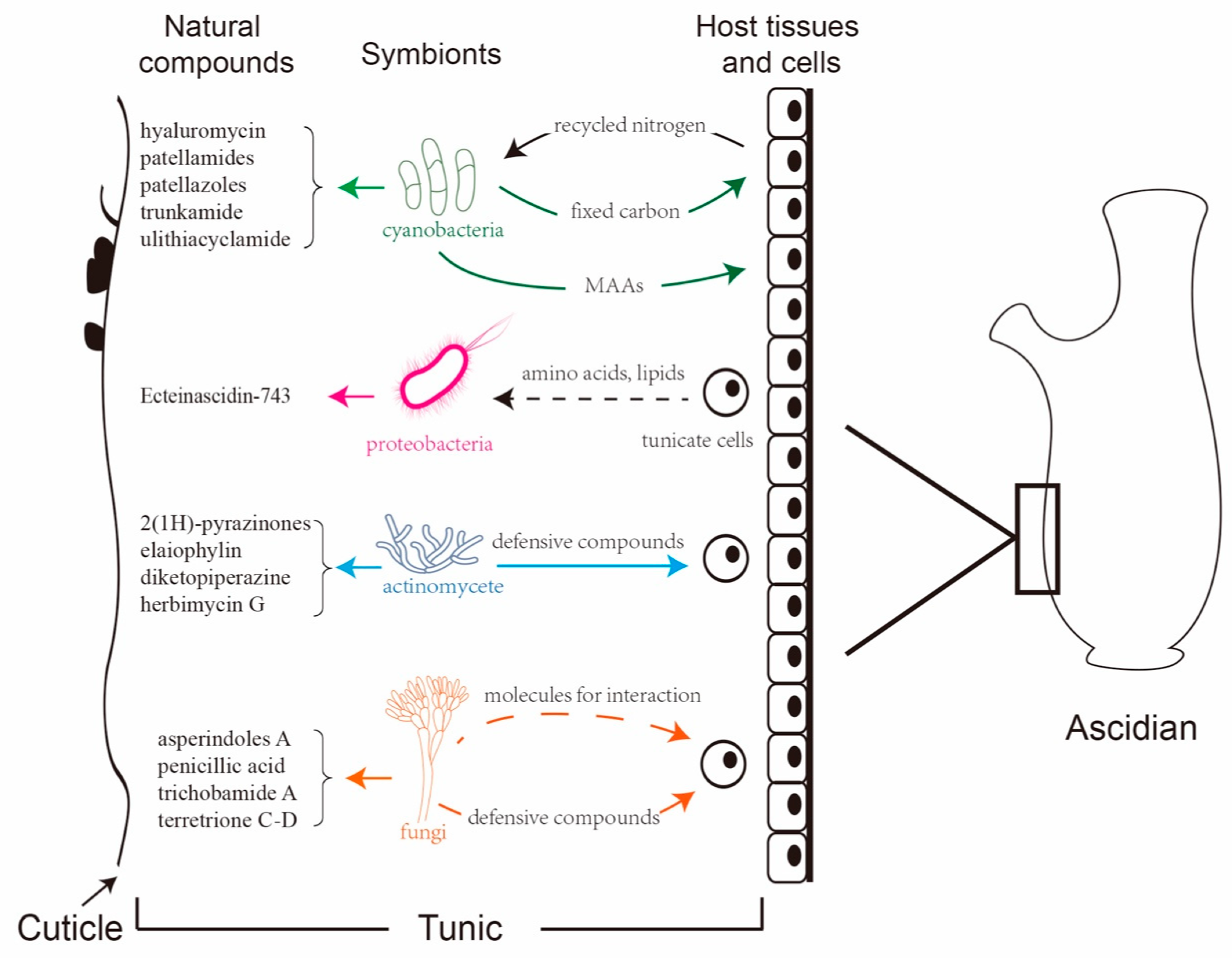 Marinedrugs 17 00670 g017 Marinedrugs 17 00670 g017