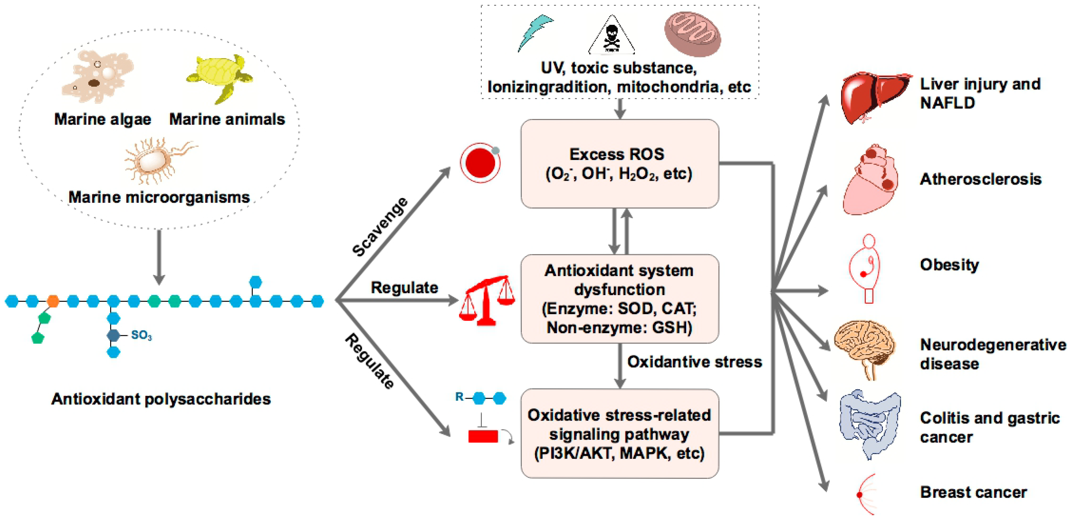 Marine Drugs Free FullText The Antioxidant Activity of