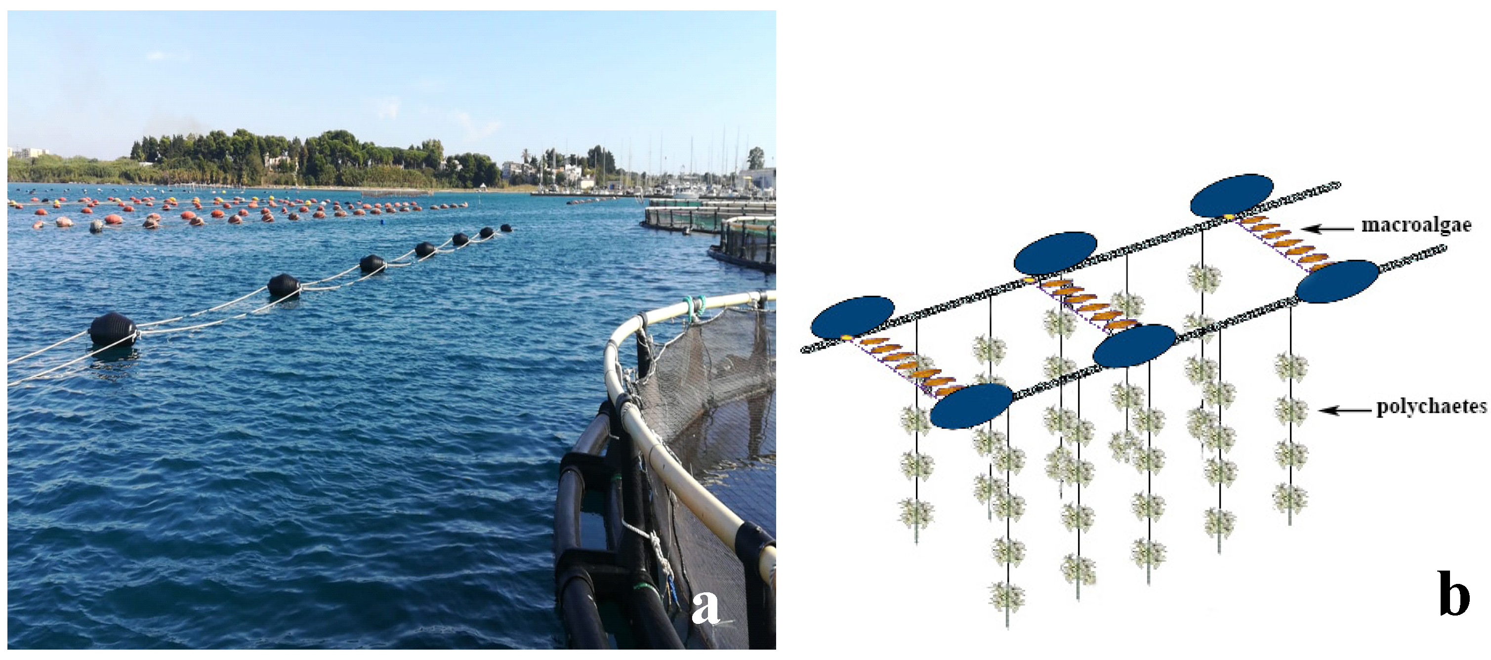 Marinedrugs 17 00677 g001 Marinedrugs 17 00677 g001