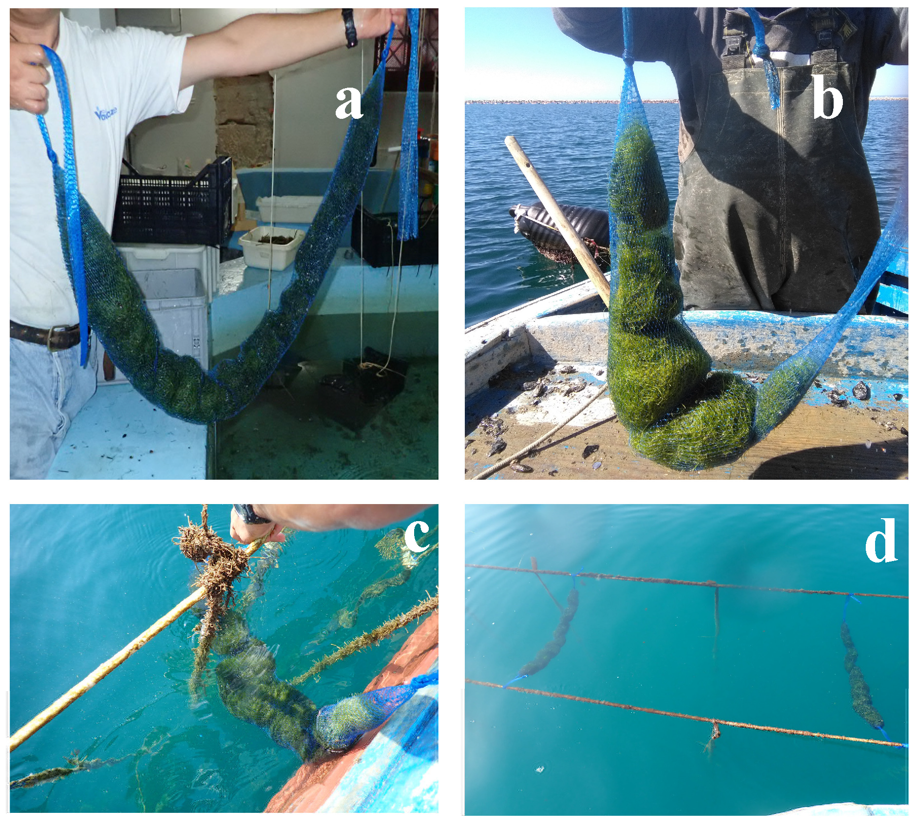 Marinedrugs 17 00677 g002 Marinedrugs 17 00677 g002