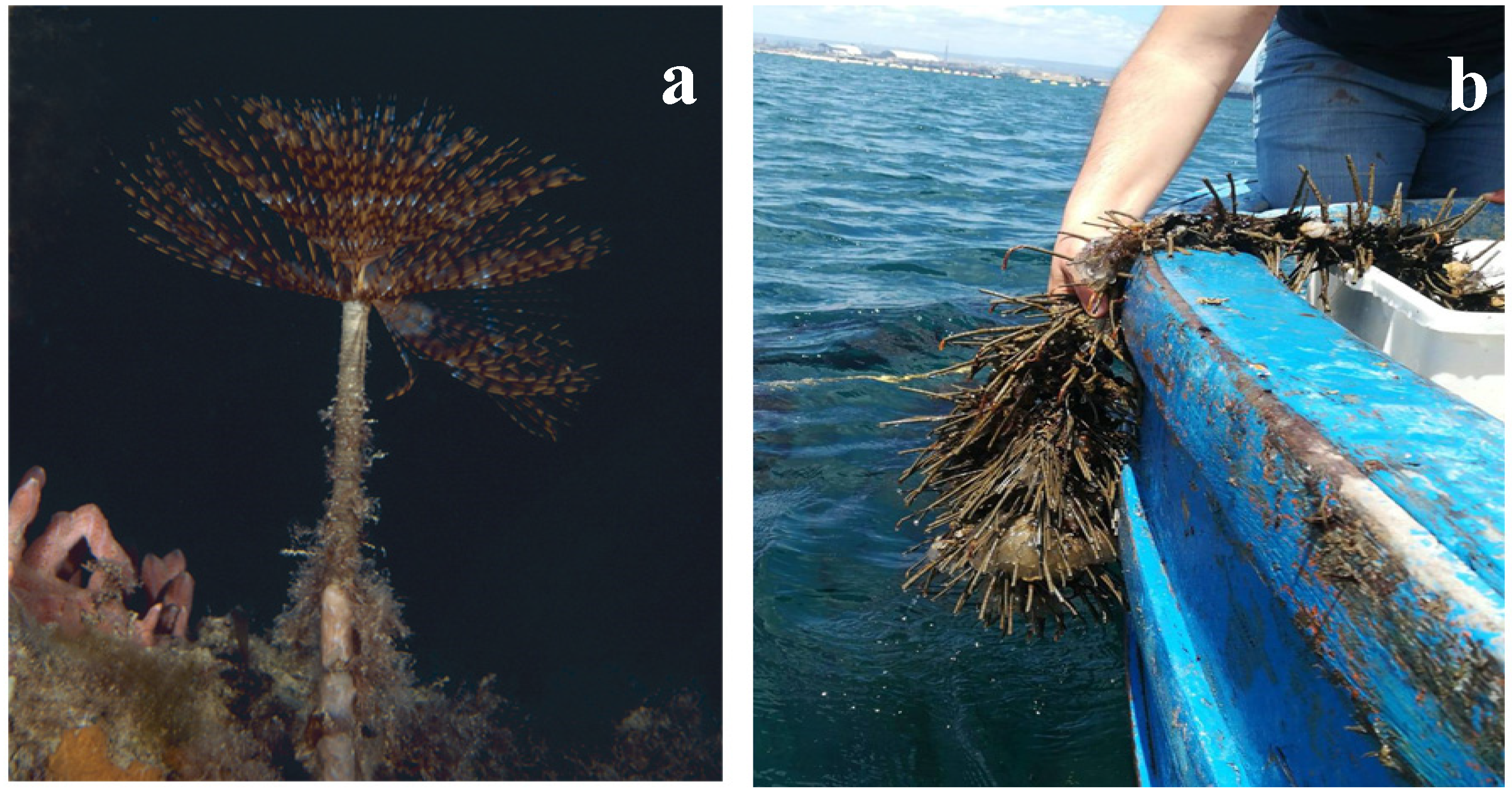 Marinedrugs 17 00677 g003 Marinedrugs 17 00677 g003