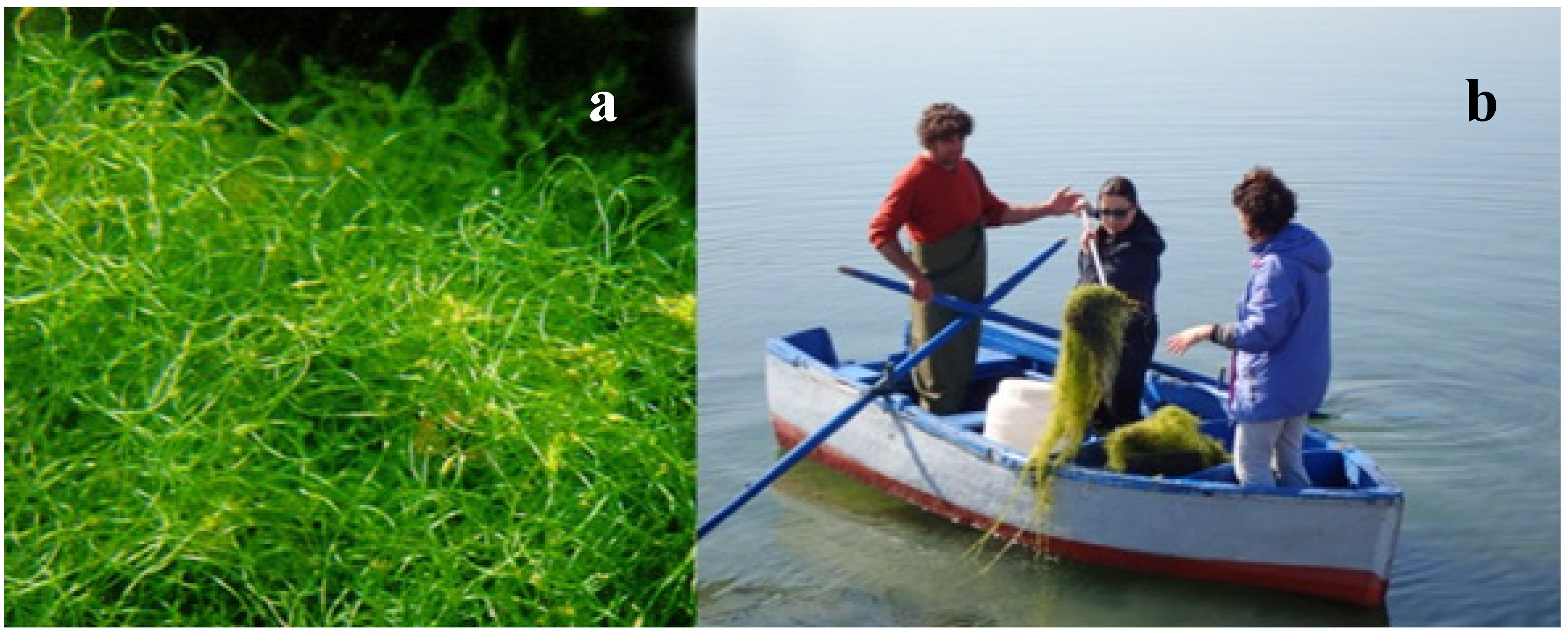 Marinedrugs 17 00677 g006 Marinedrugs 17 00677 g006