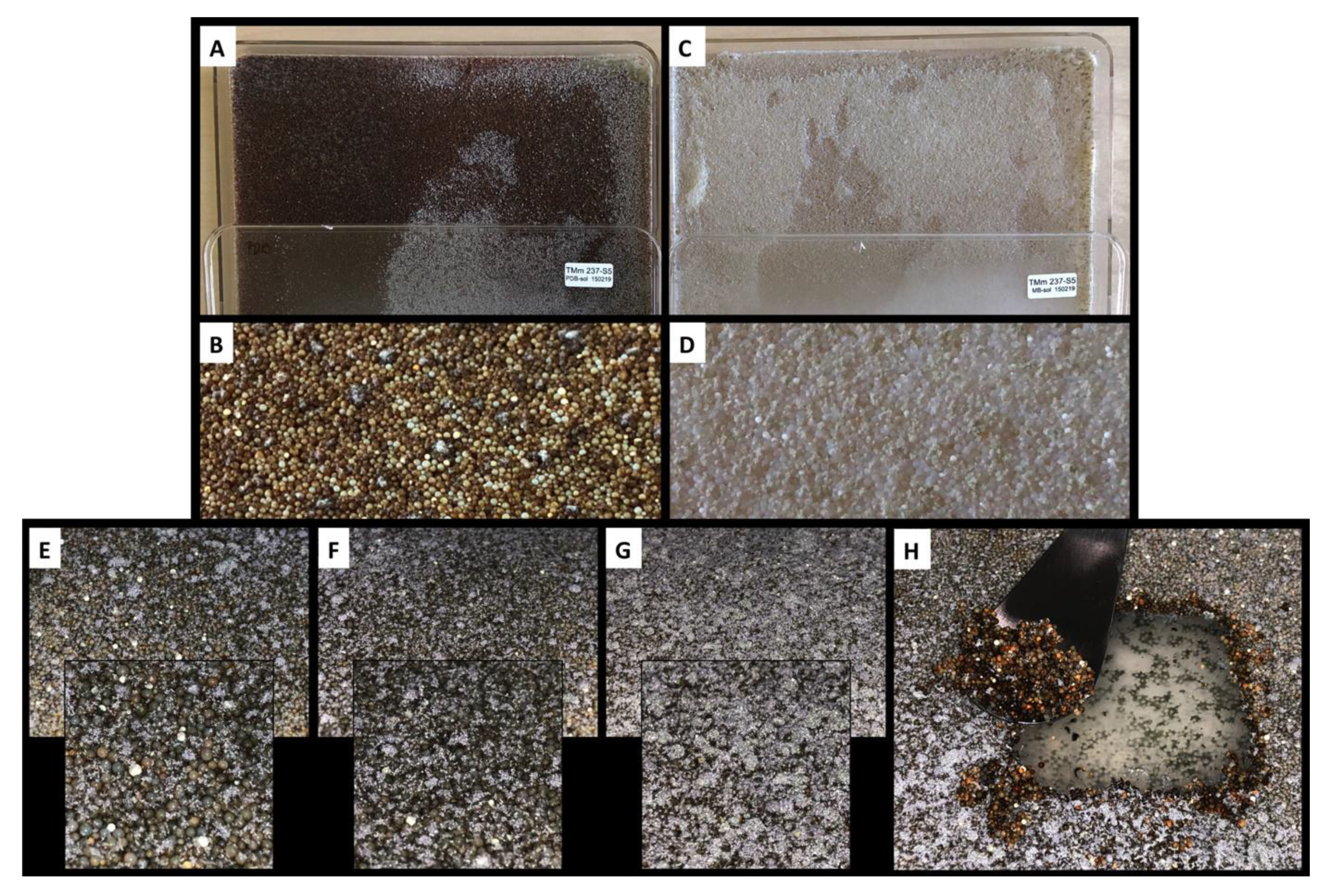 Marinedrugs 17 00678 g003