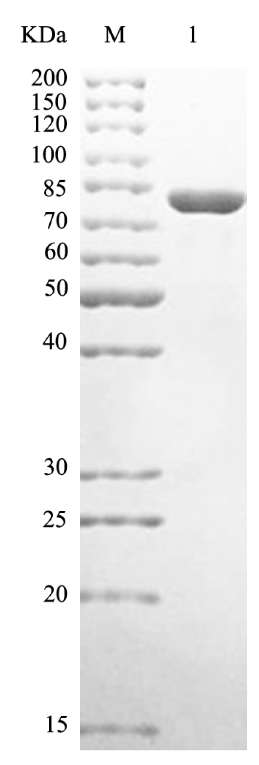 Marinedrugs 17 00681 g002 Marinedrugs 17 00681 g002