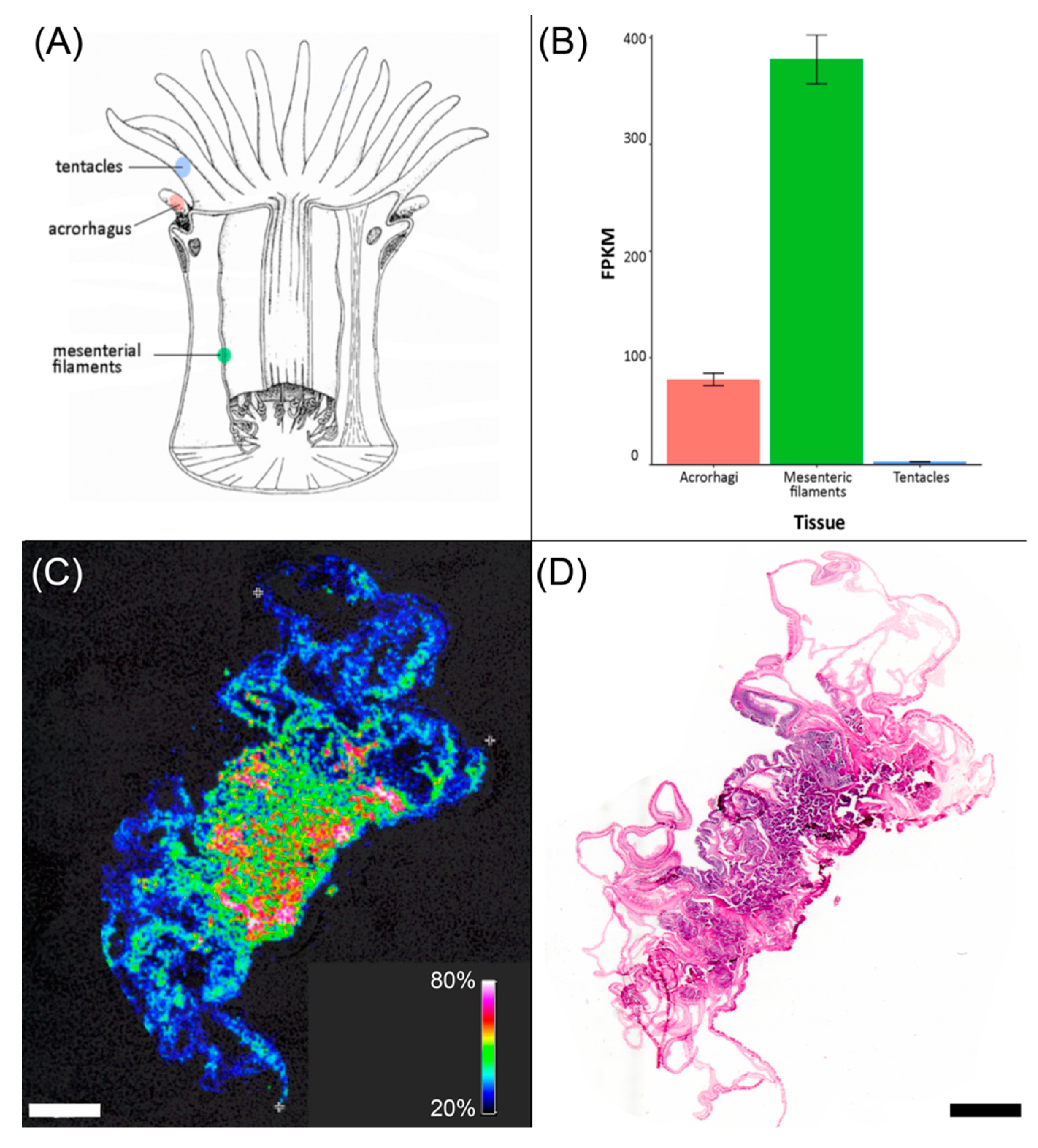 Marinedrugs 17 00701 g004 Marinedrugs 17 00701 g004