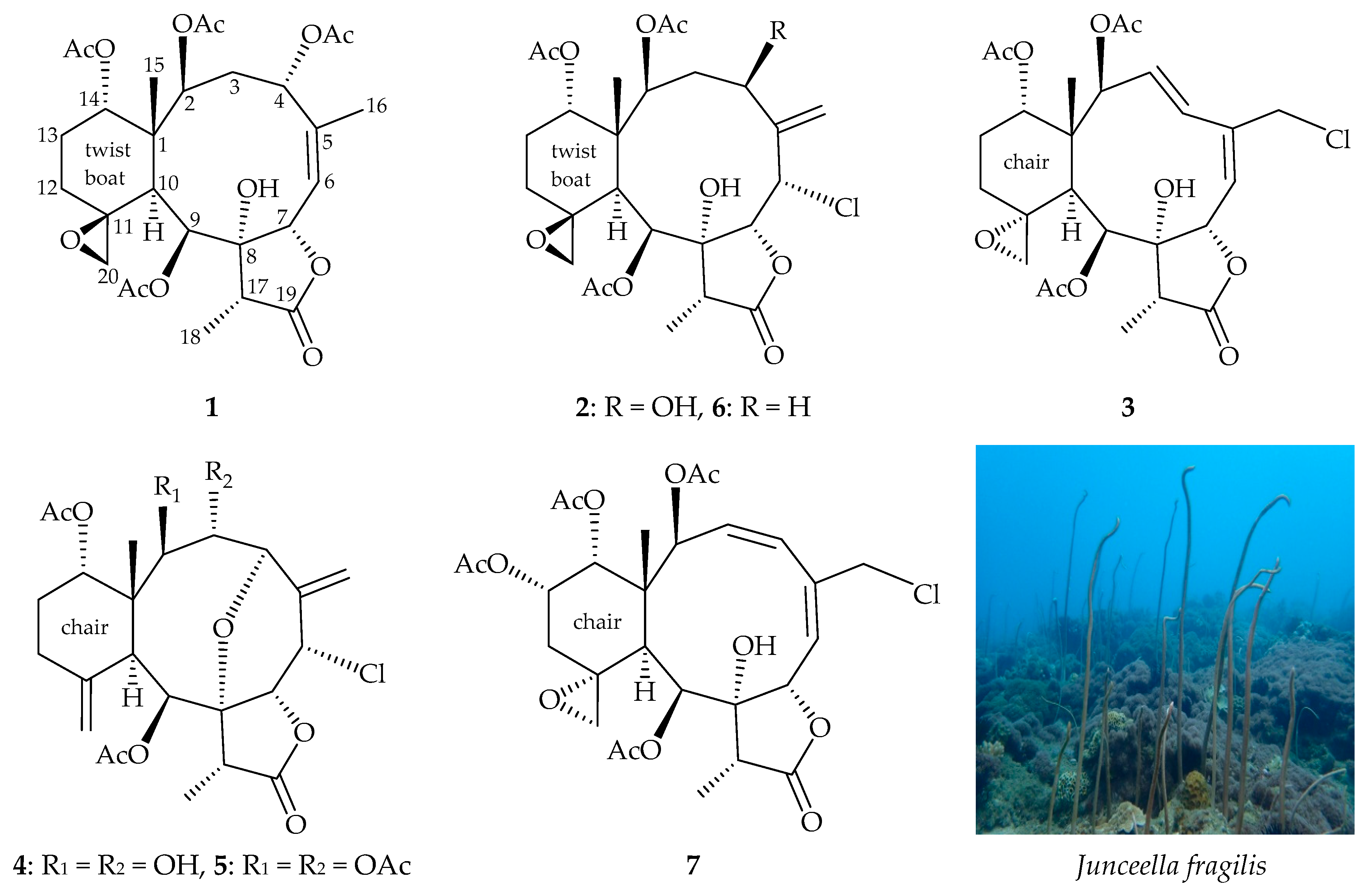 Marinedrugs 17 00706 g001 Marinedrugs 17 00706 g001