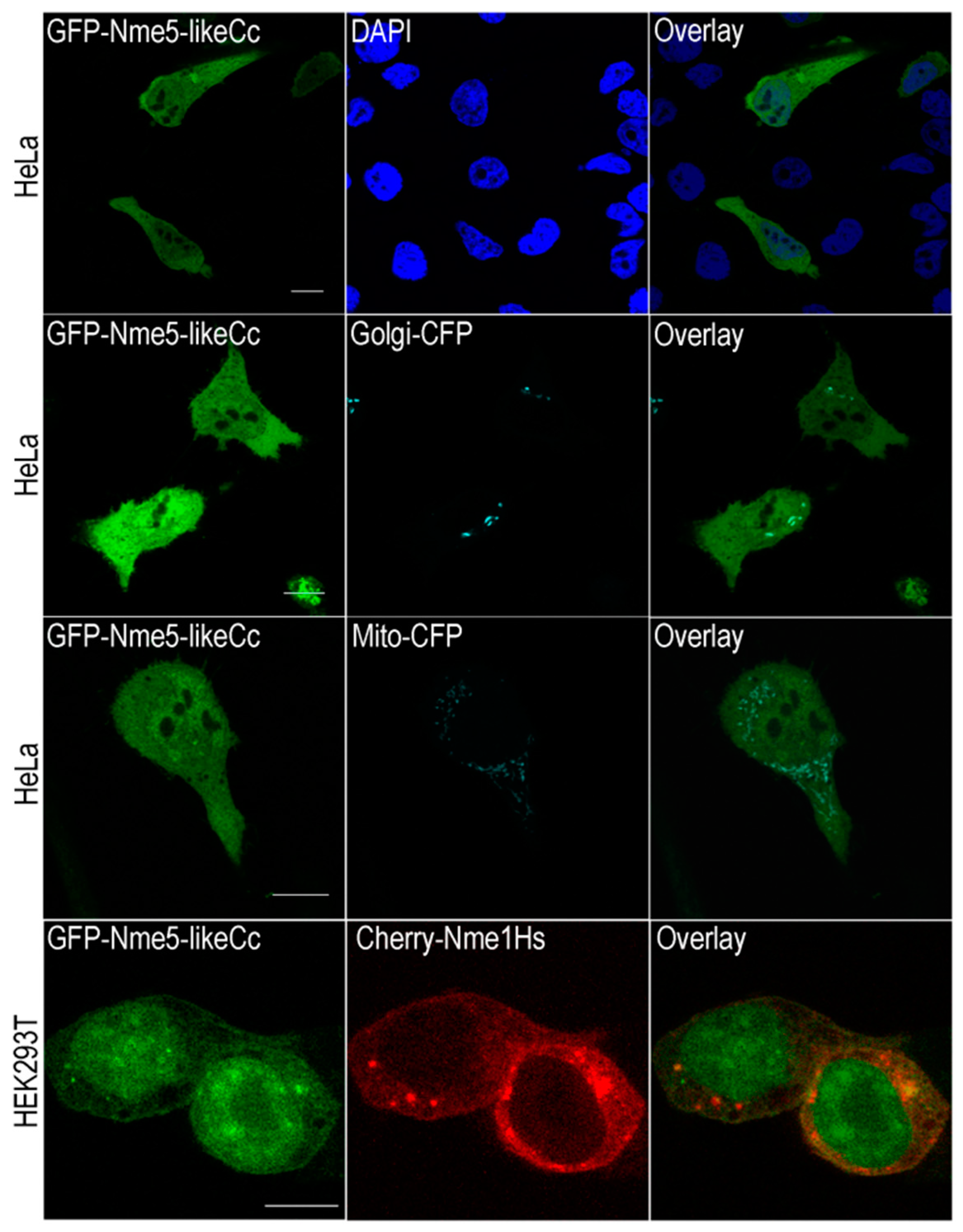 Marinedrugs 18 00013 g004