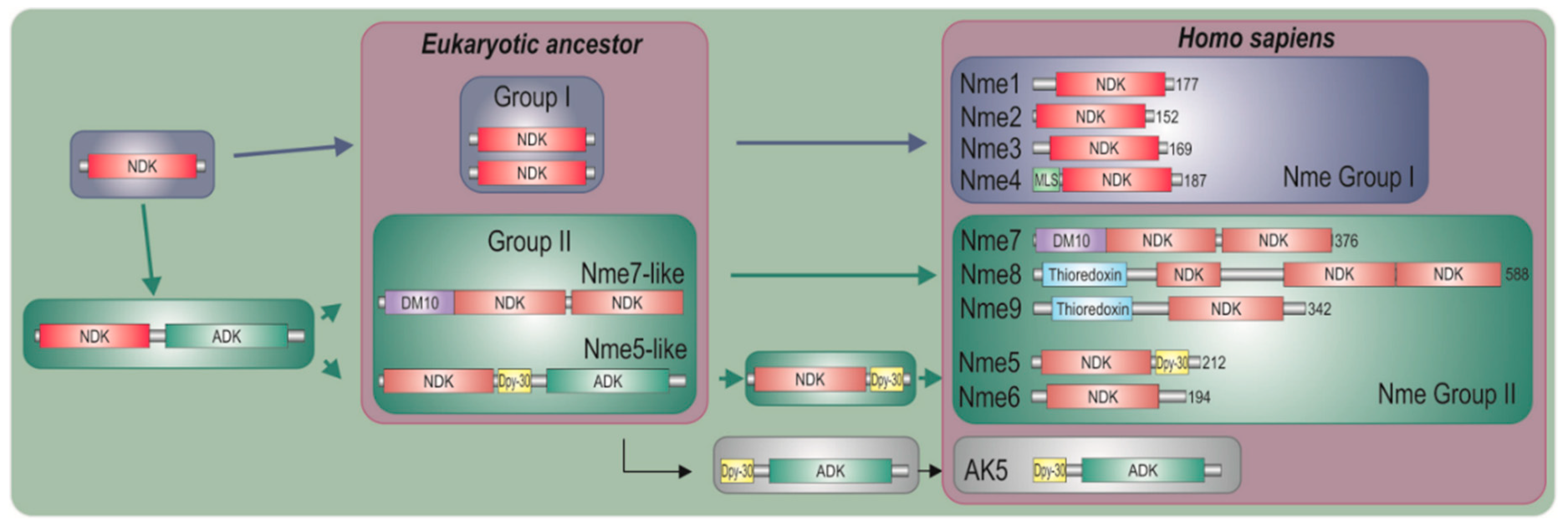 Marinedrugs 18 00013 g006