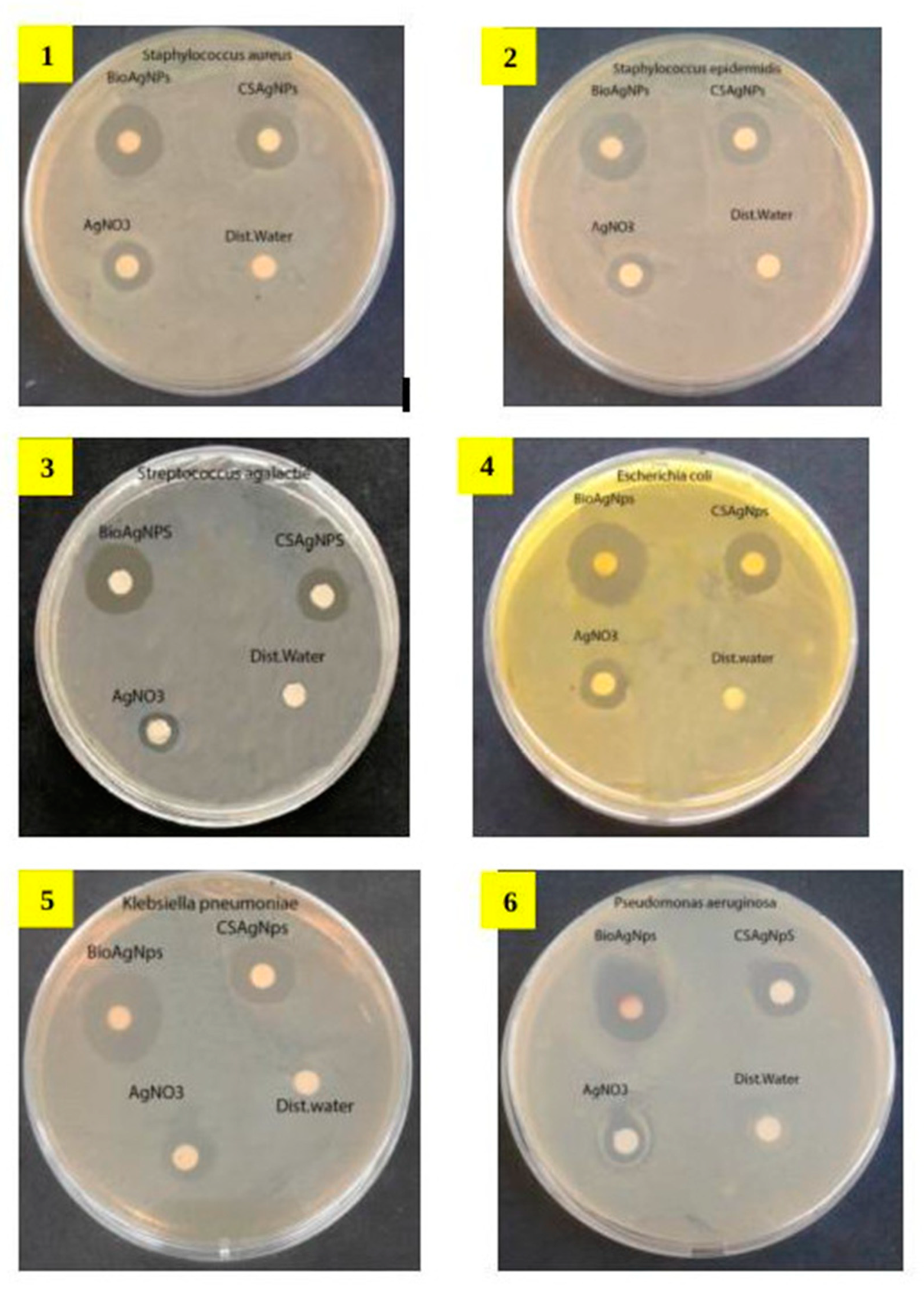 Marinedrugs 18 00038 g004a Marinedrugs 18 00038 g004a