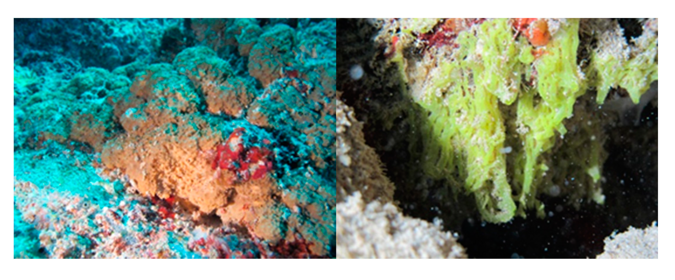 Marinedrugs 18 00040 g038 550