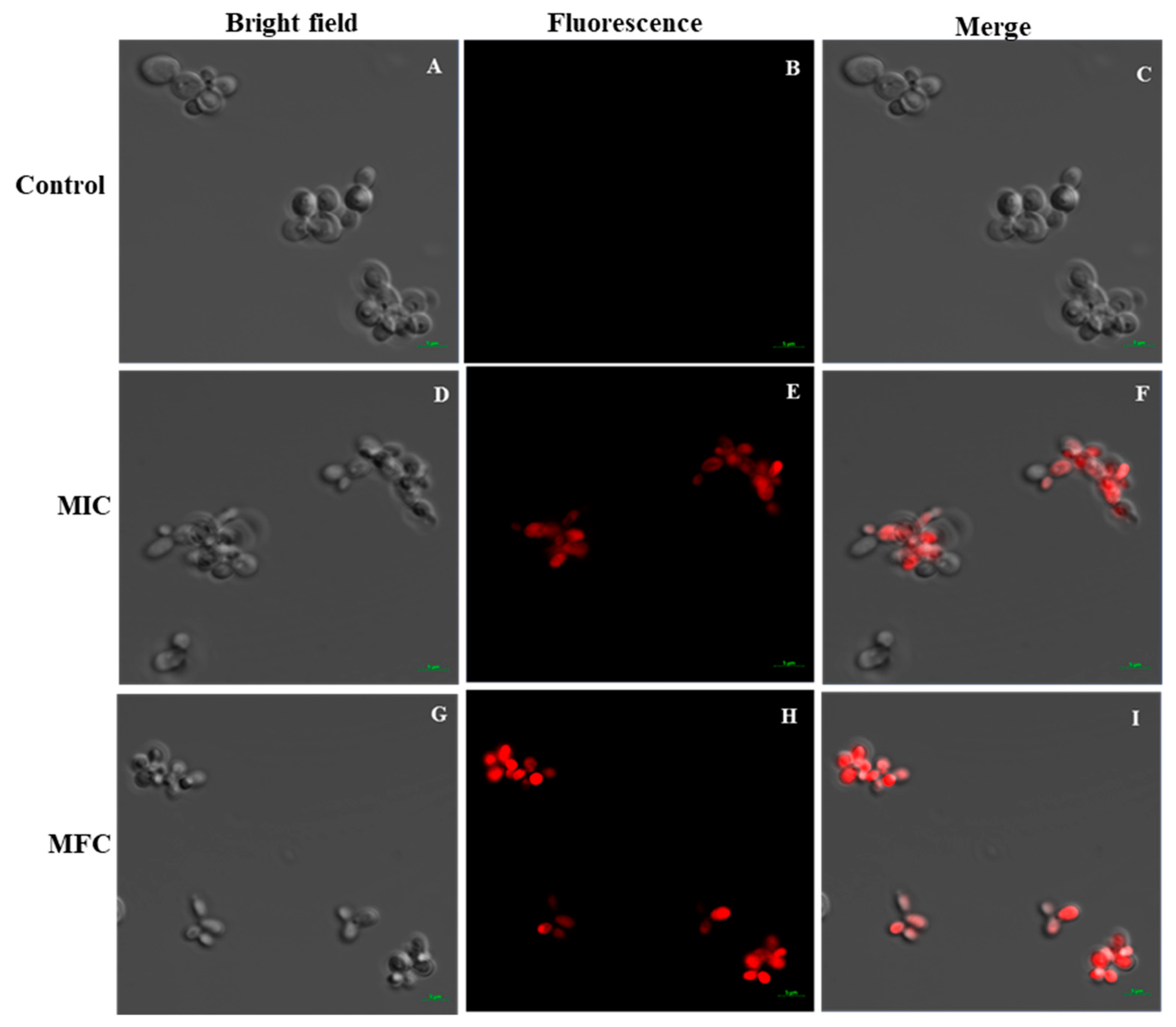 Marinedrugs 18 00056 g005 Marinedrugs 18 00056 g005
