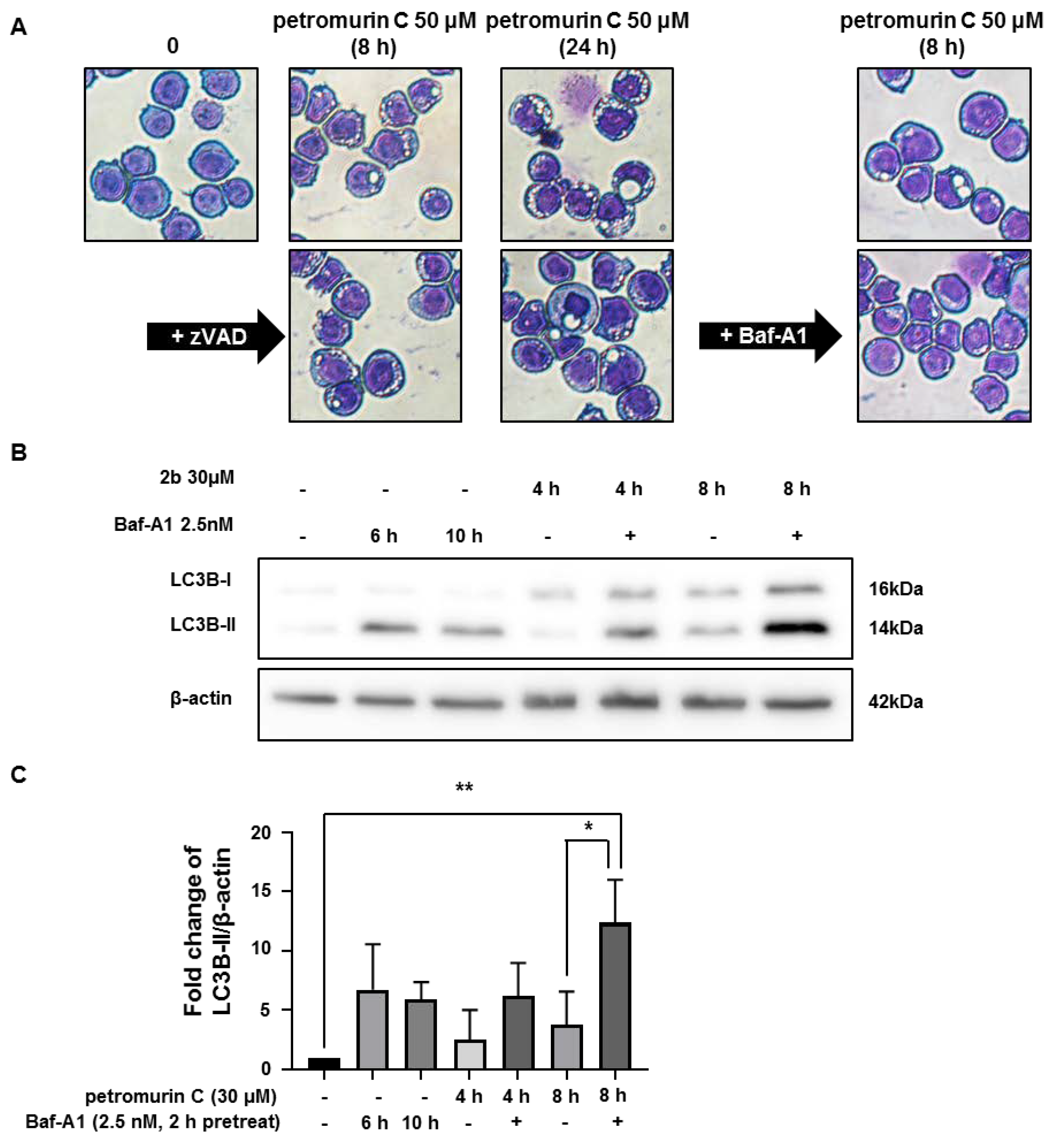 Marinedrugs 18 00057 g006a Marinedrugs 18 00057 g006a