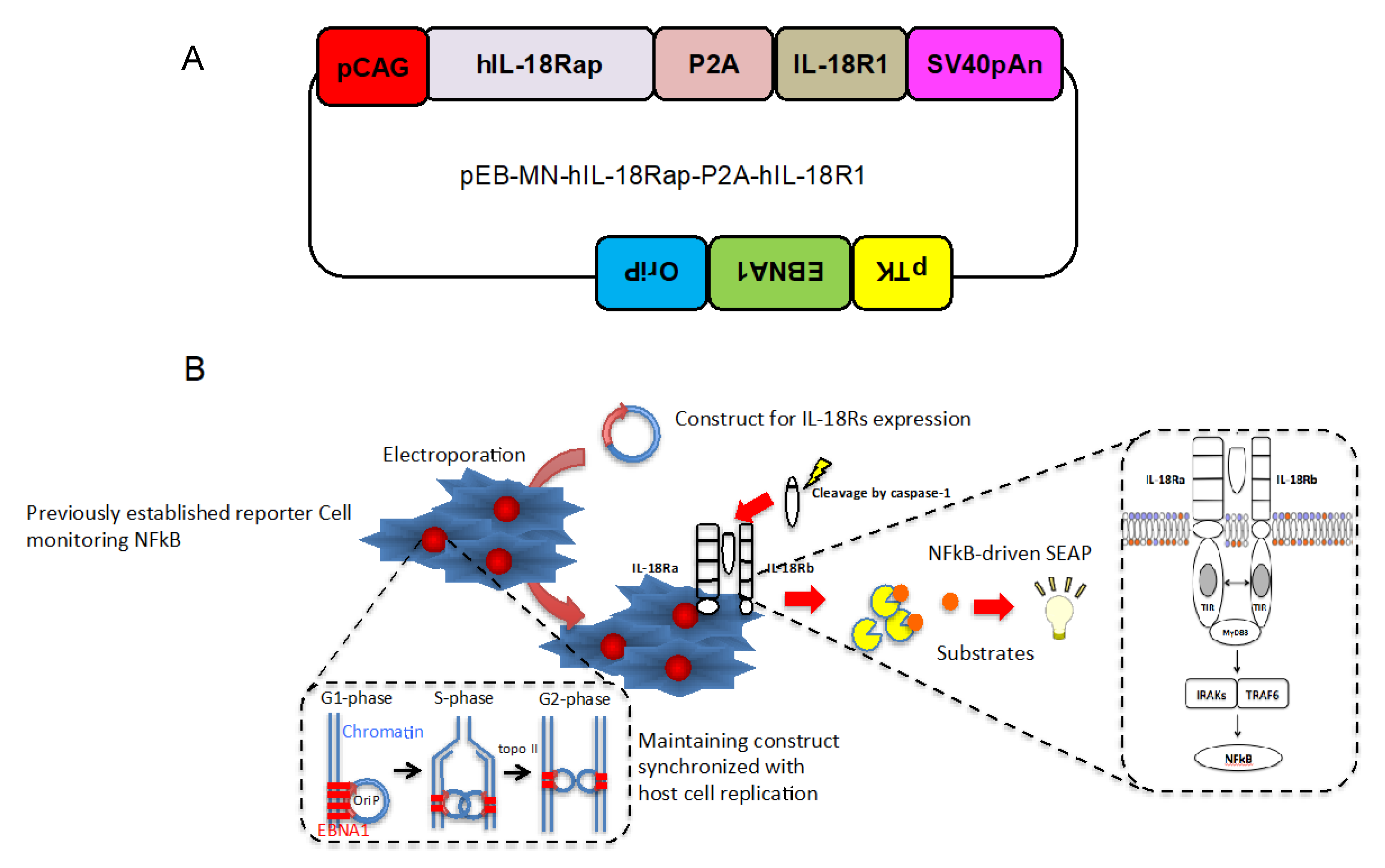 Marinedrugs 18 00060 g001 Marinedrugs 18 00060 g001