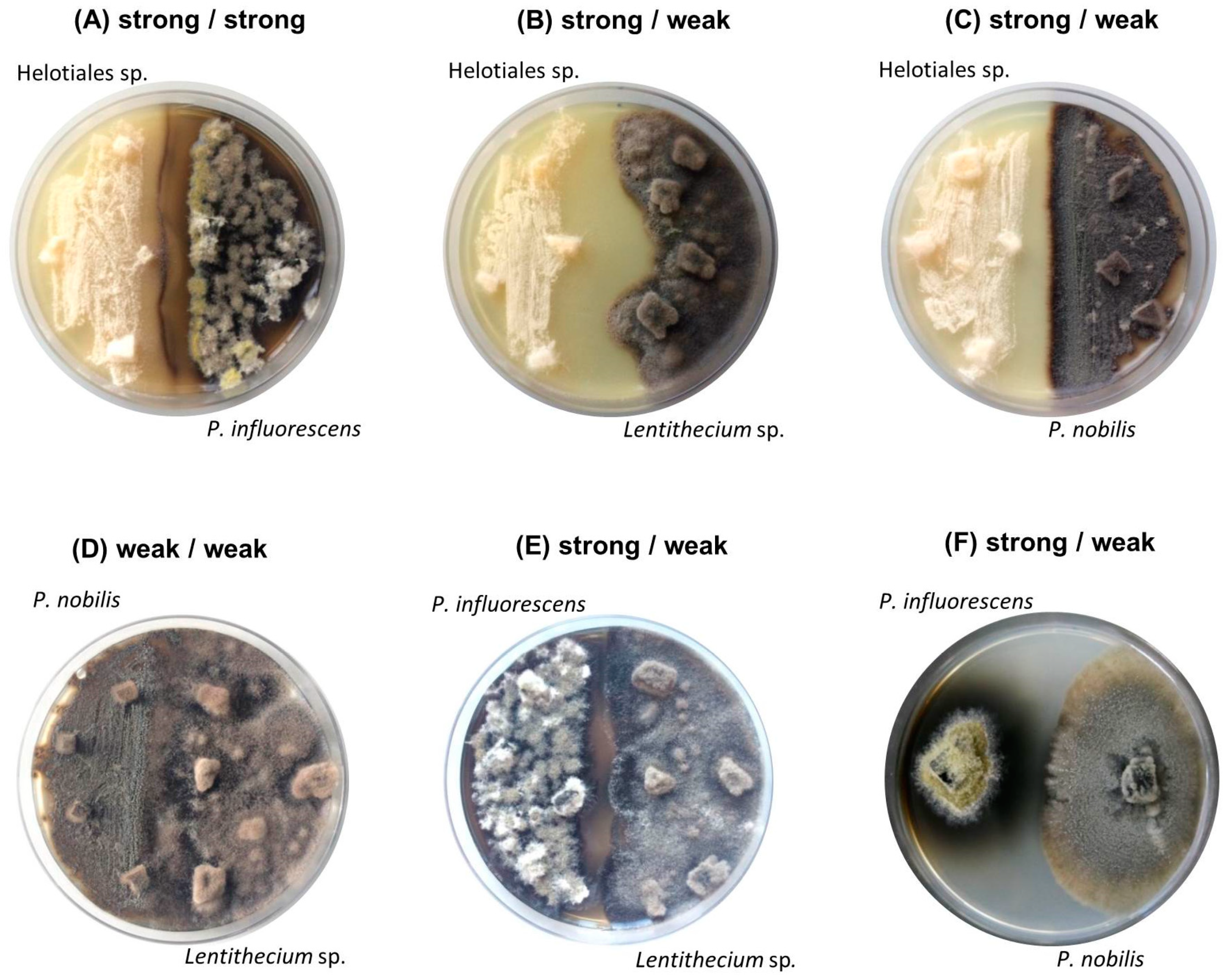 Marinedrugs 18 00073 g001