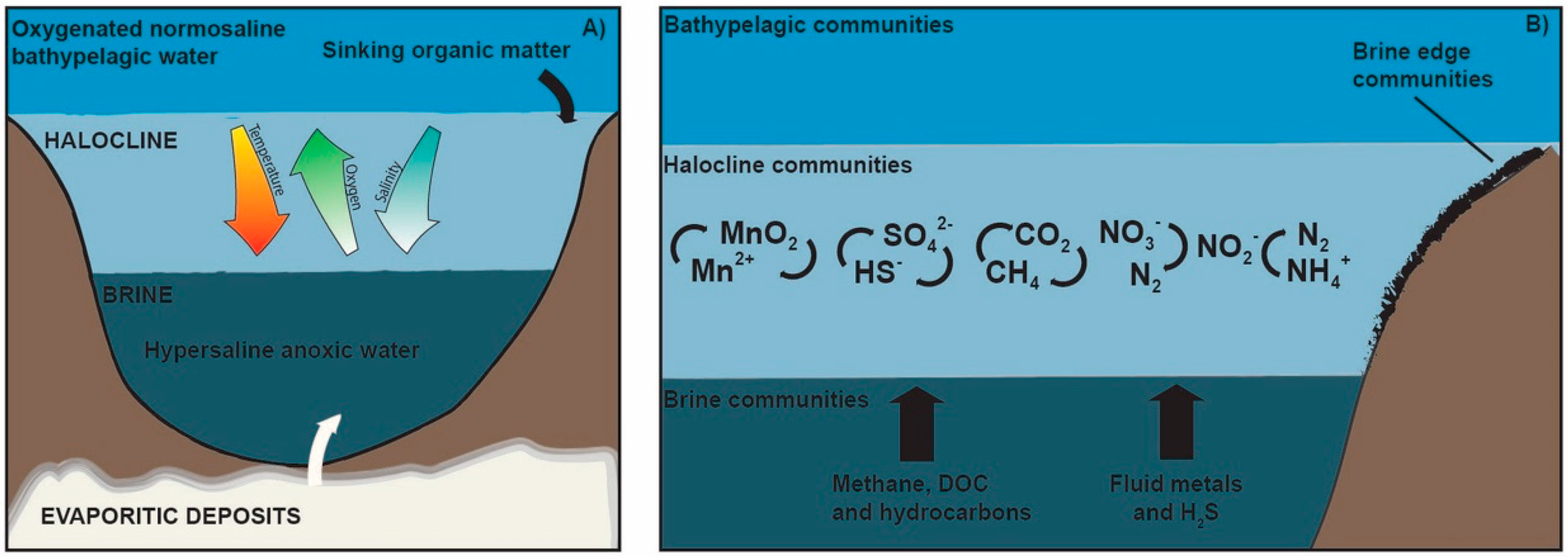 Marinedrugs 18 00091 g002 Marinedrugs 18 00091 g002