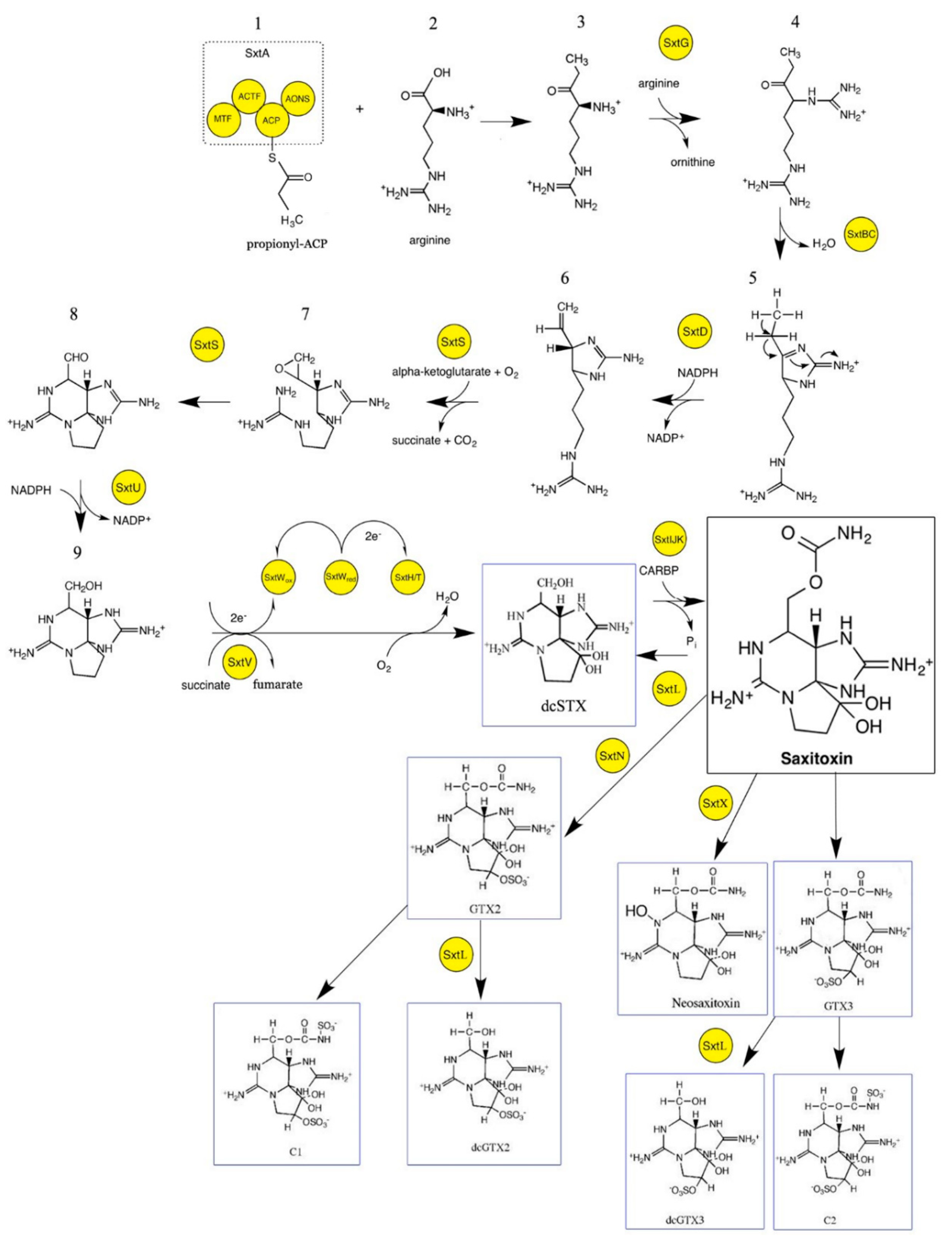 Biosynthesis of Saxitoxin in Marine Dinoflagellates: An