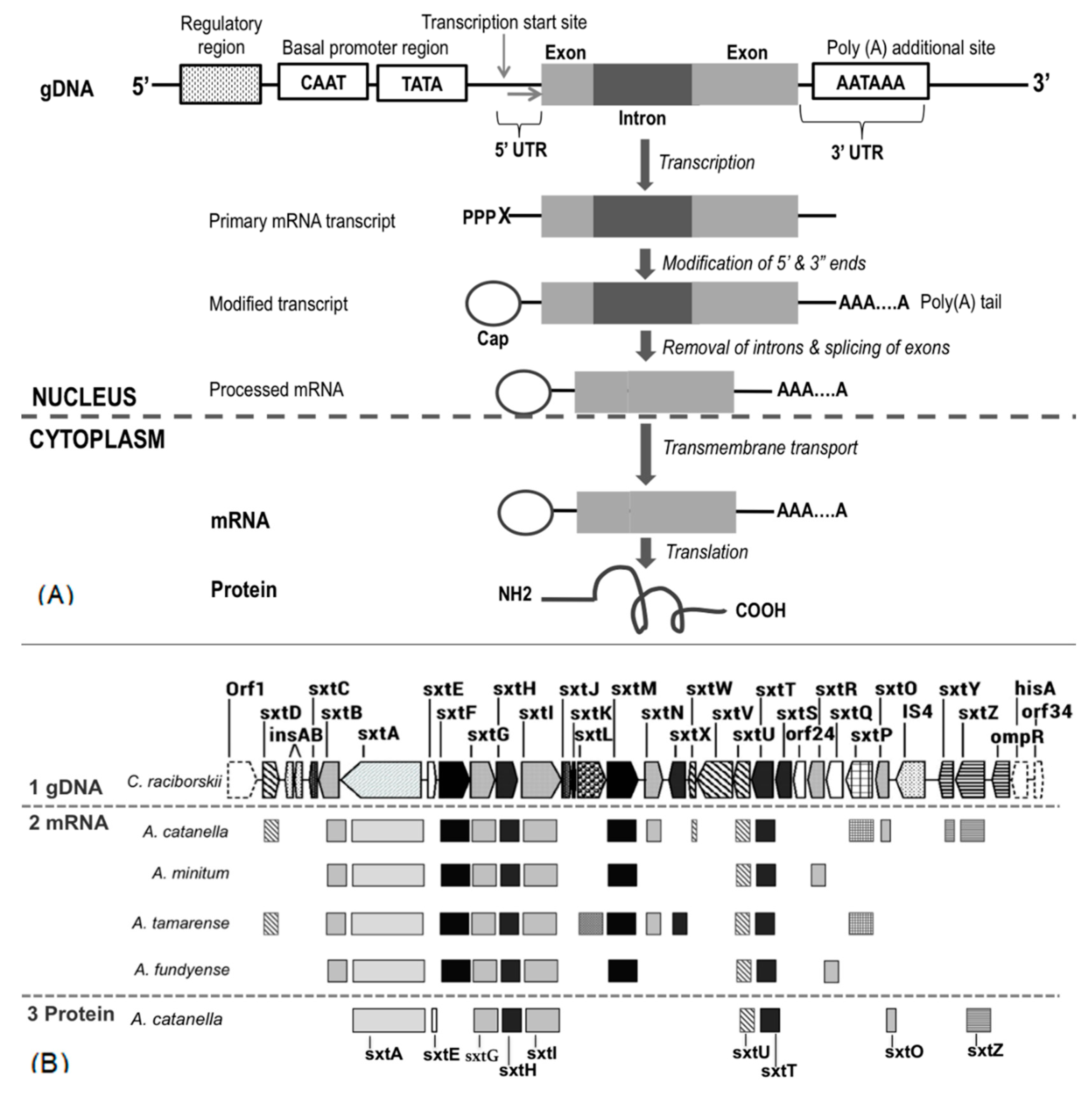 k〜 Full article: Combined LM and SEM study of the middle