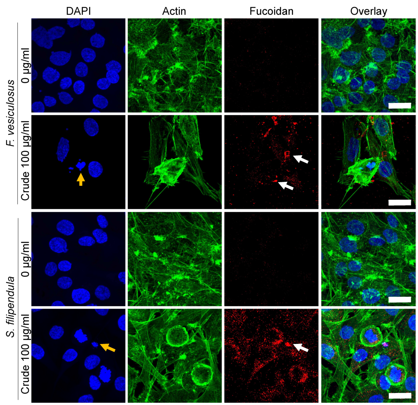 Marinedrugs 18 00104 g009