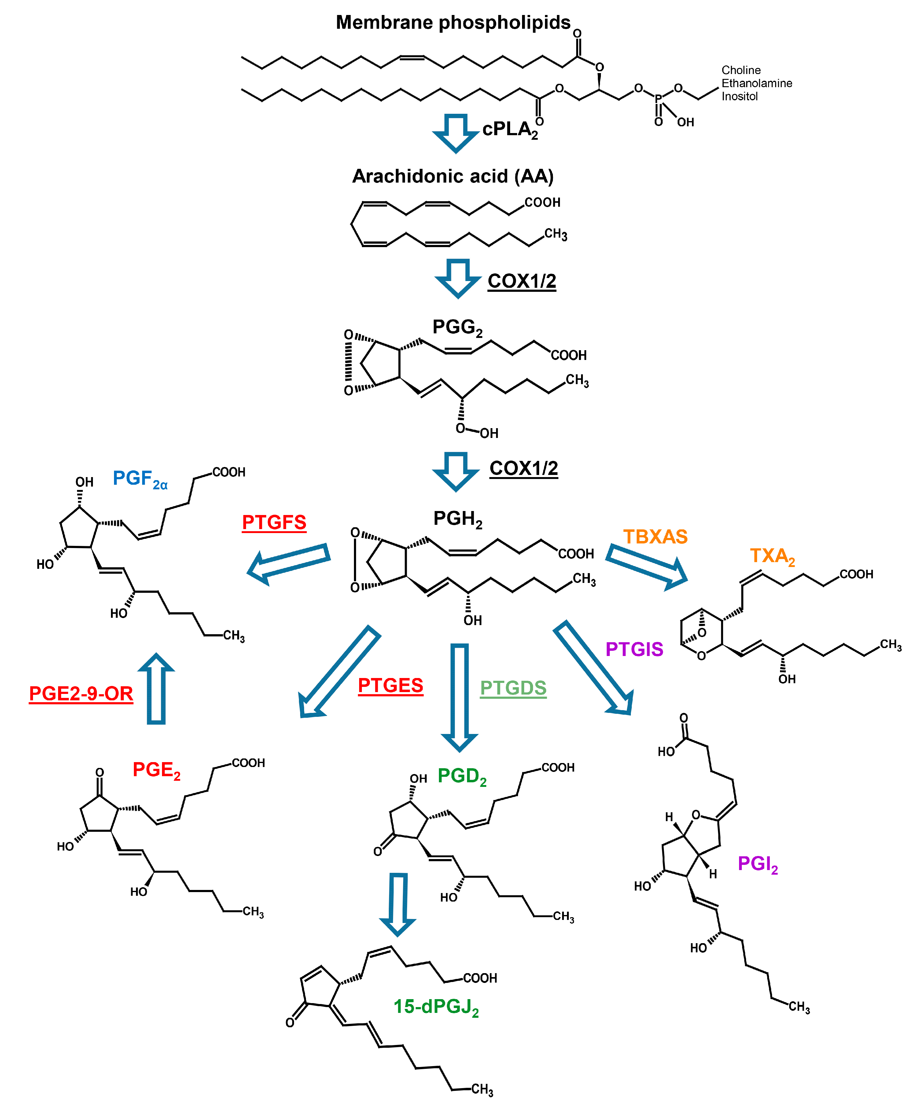 Marinedrugs 18 00109 g004