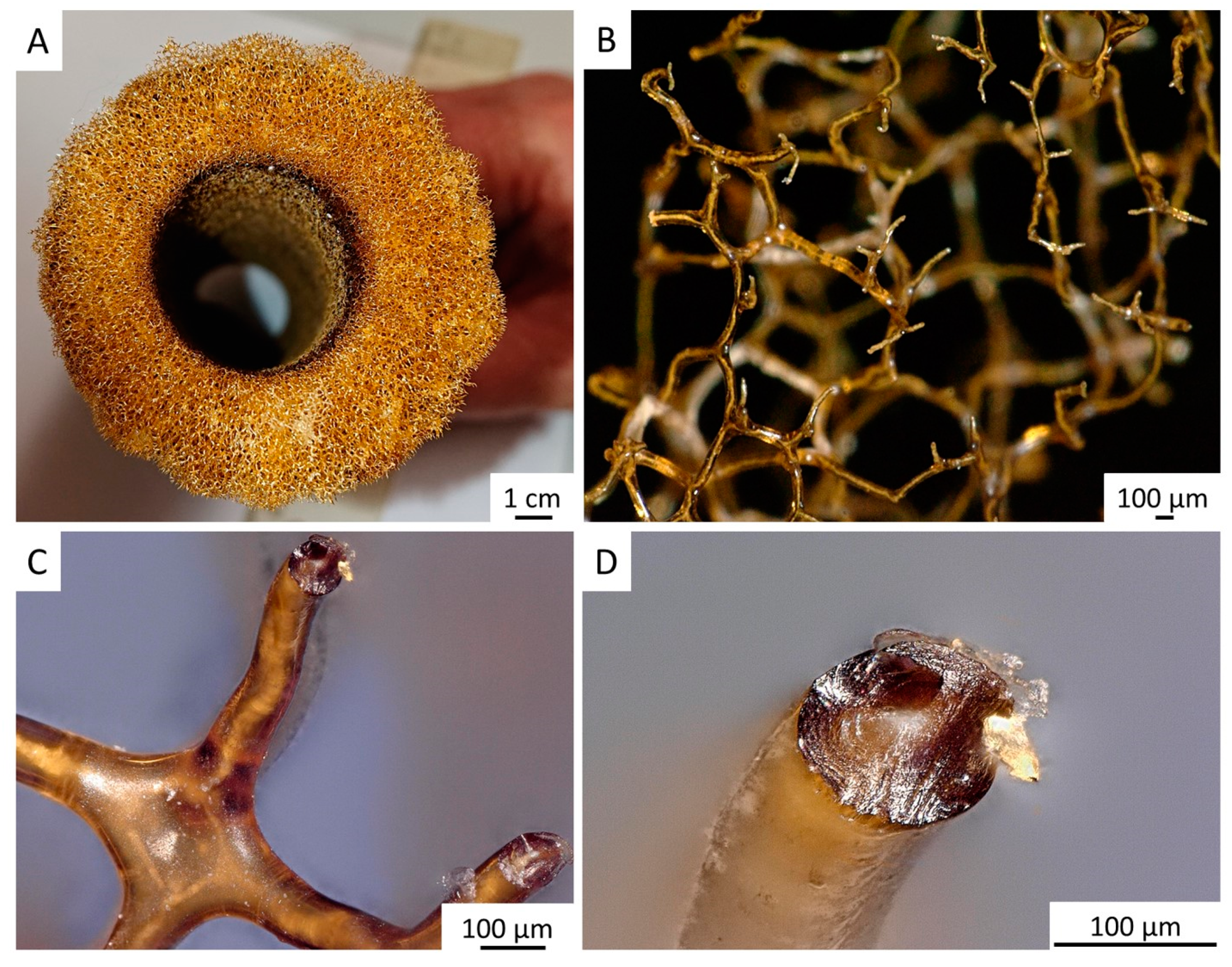 Marinedrugs 18 00123 g004 Marinedrugs 18 00123 g004